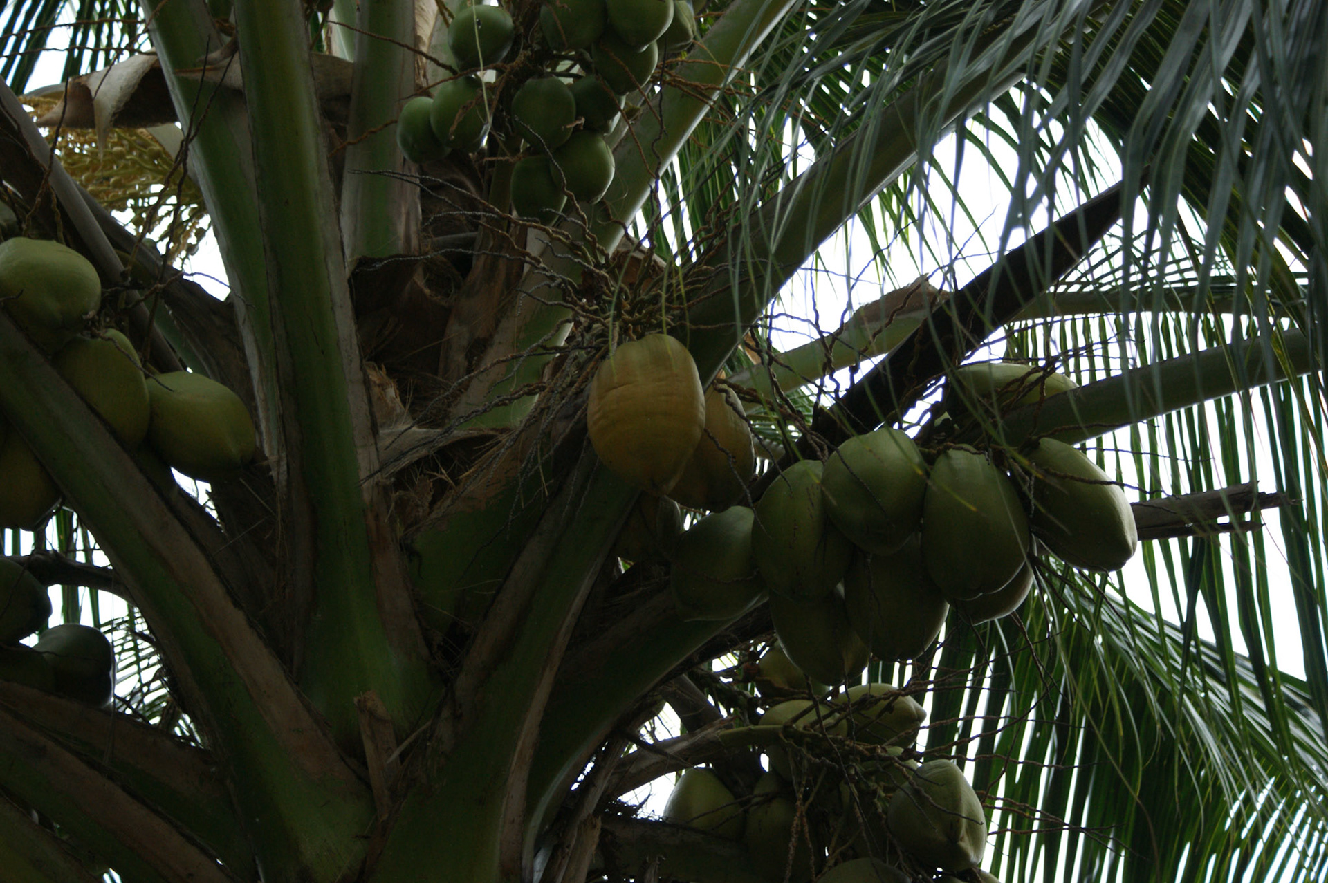 8-14.9.11 MALEDIVY Kurumba hotel