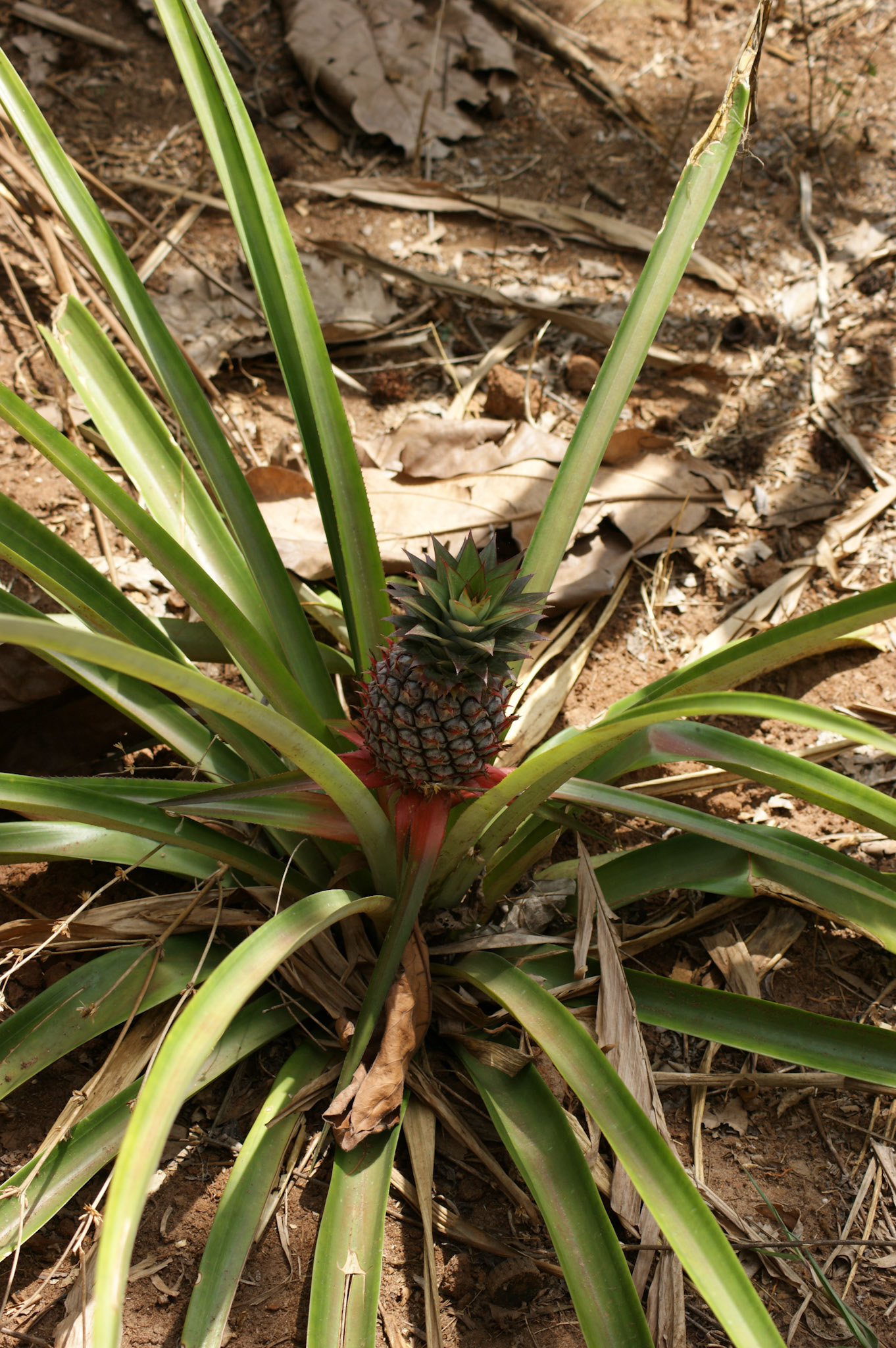 6.10.2009 TANZANIE - Zanzibar - Spice farm
