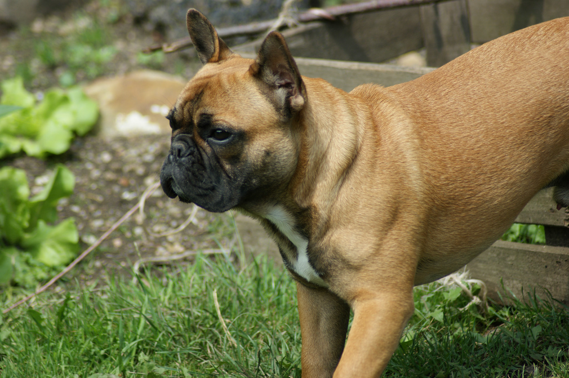 SONY DSC
