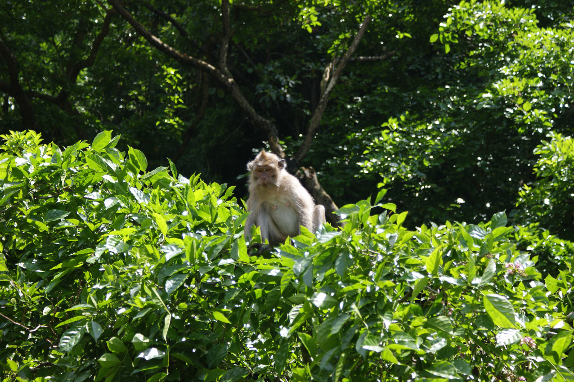 SONY DSC