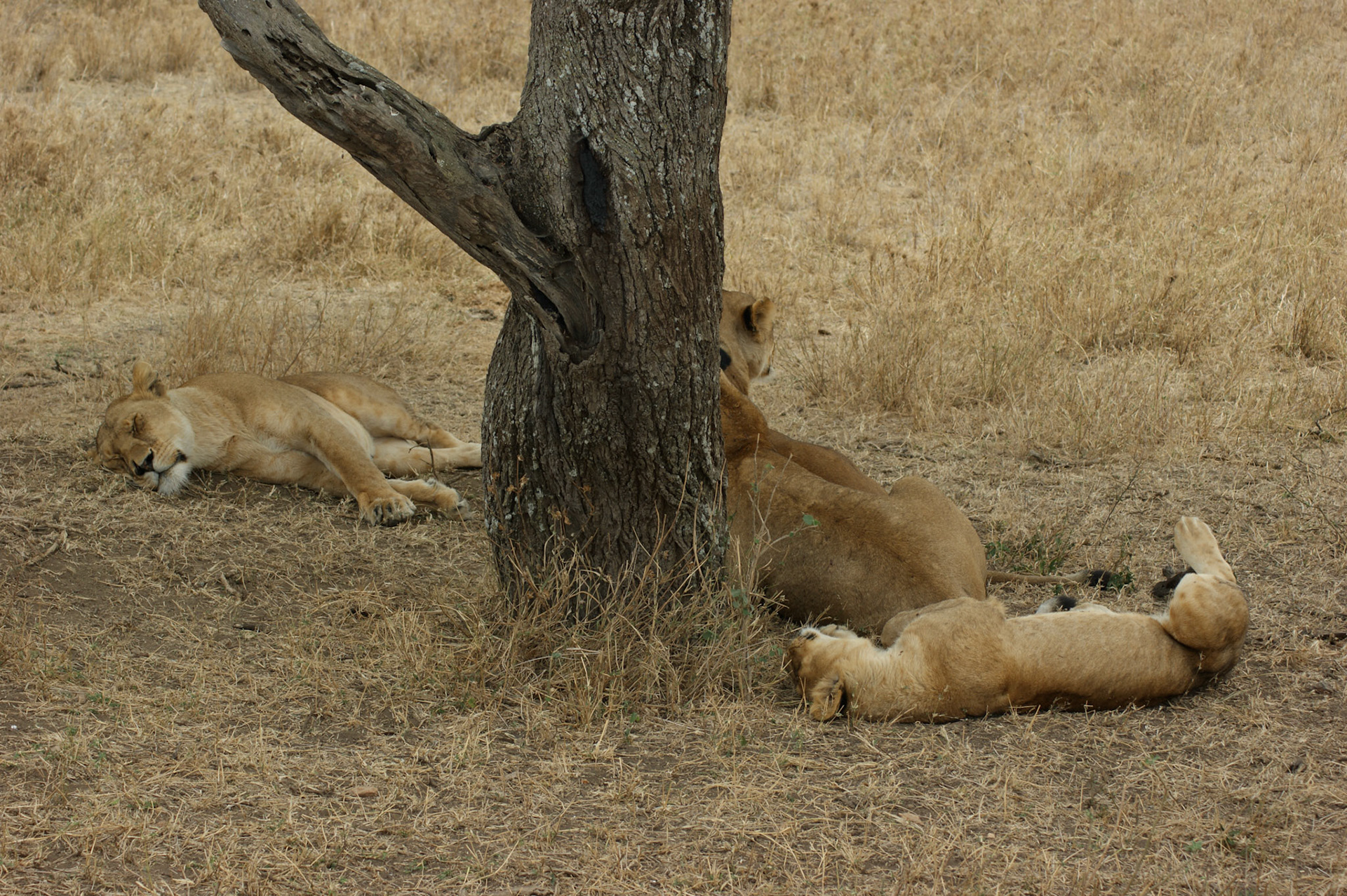 2.10.2009 TANZANIE - Serengeti