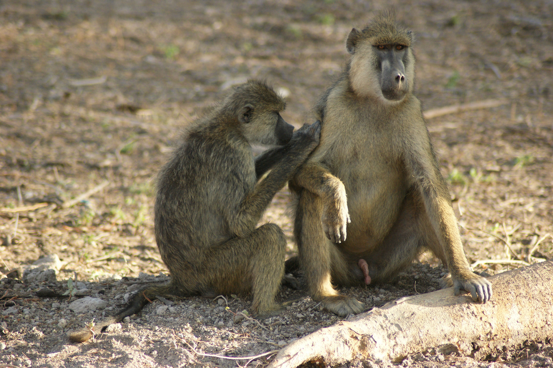 25.9.2009 KEŇA - NP Amboseli