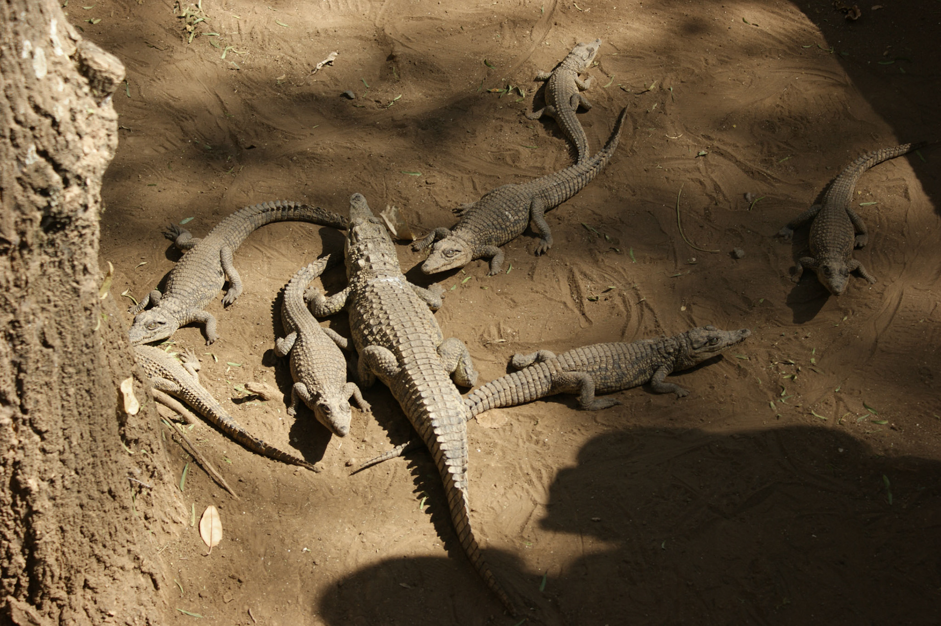 30.9.2009 TANZANIE - zologická