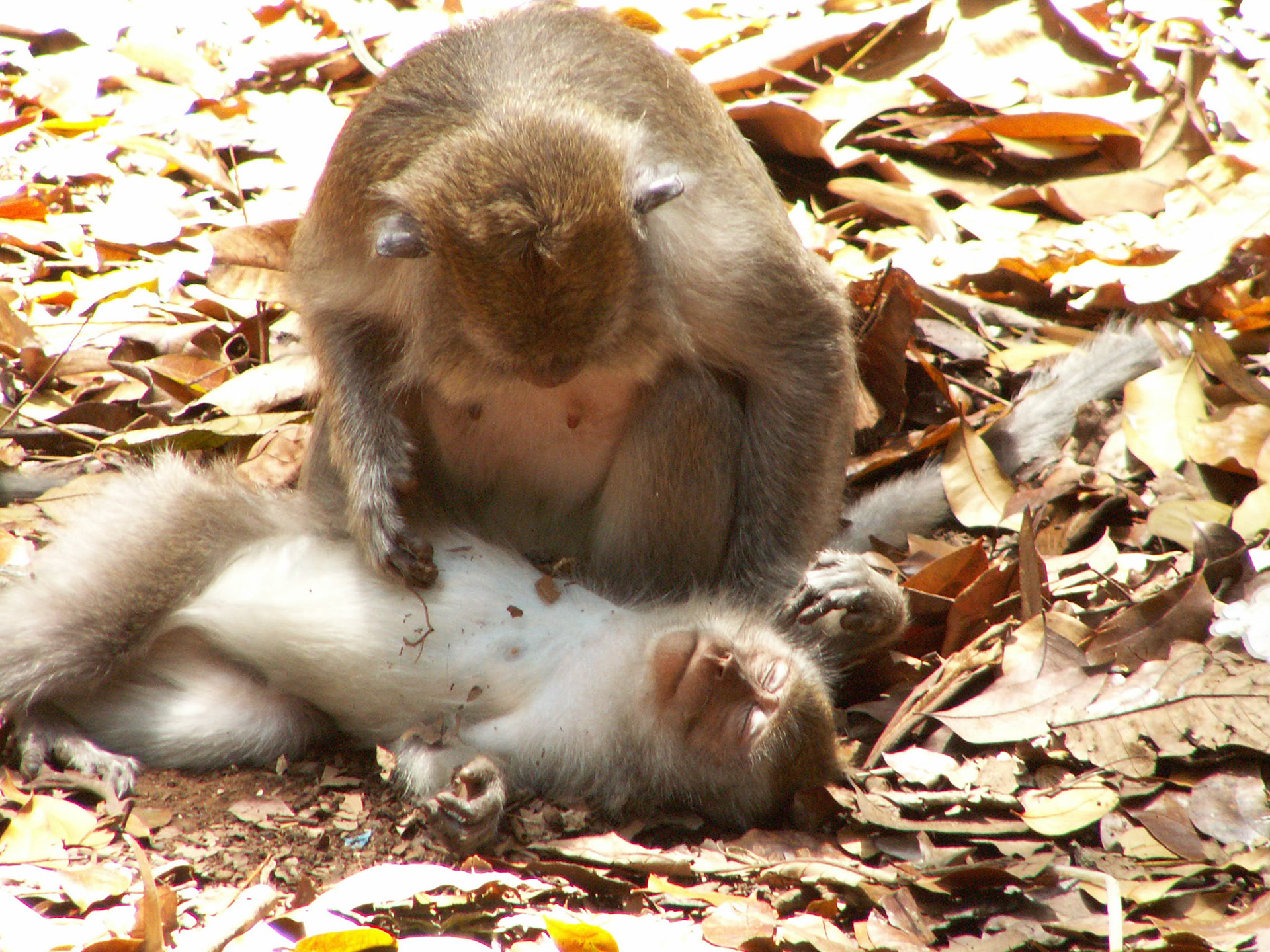 KONICA MINOLTA DIGITAL CAMERA