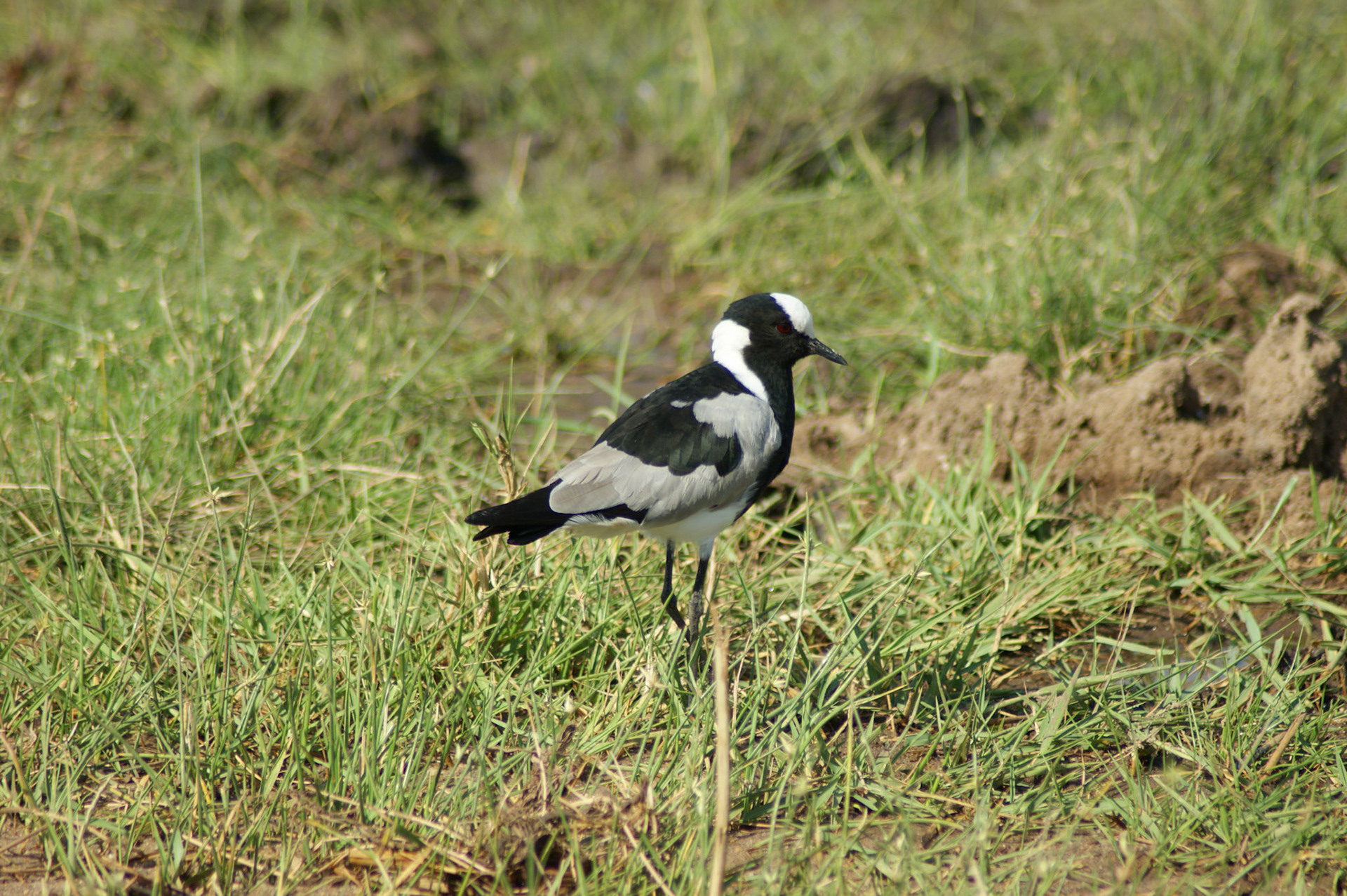 30.9.2009 TANZANIE - Tarangire NP