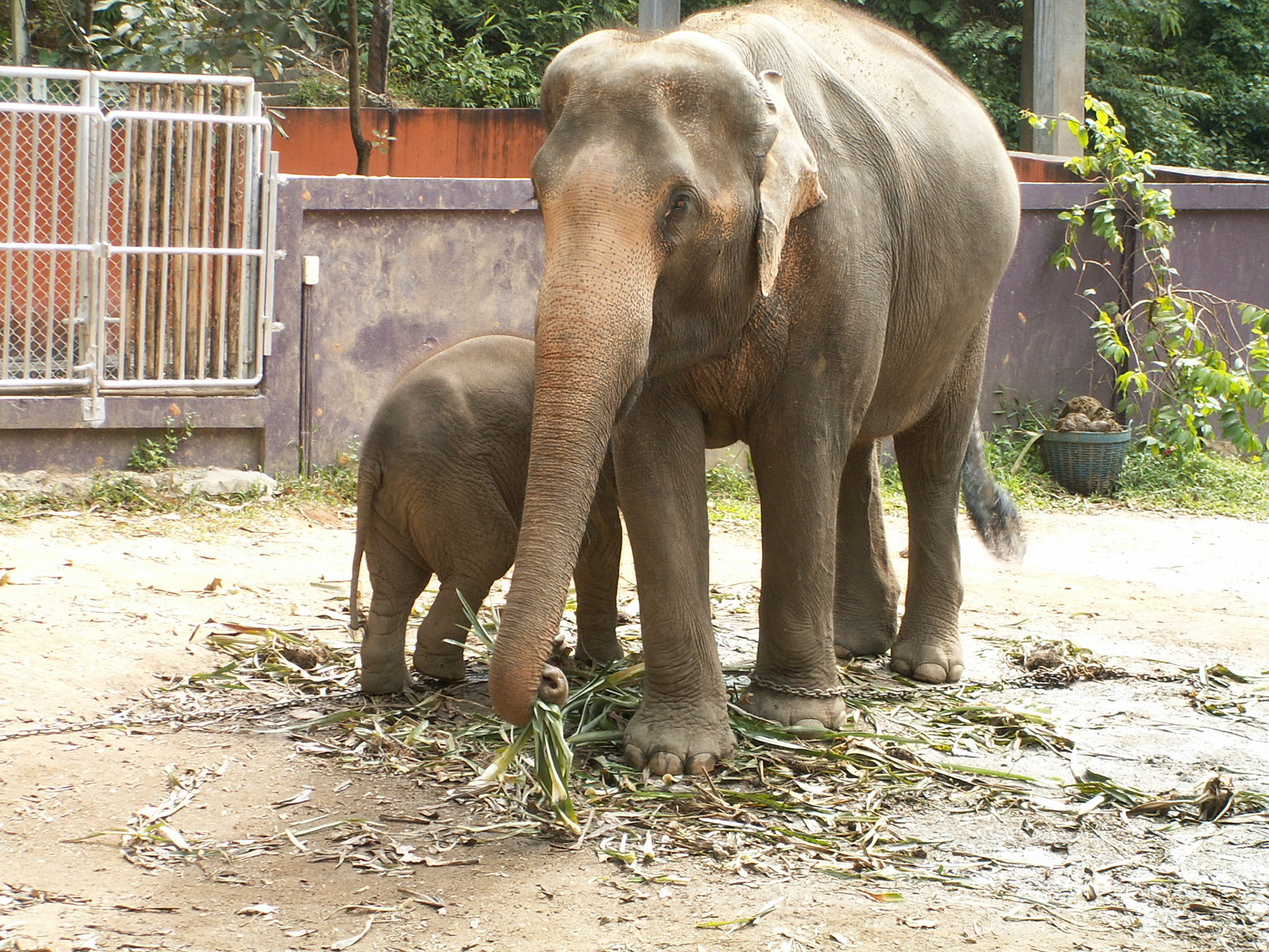 KONICA MINOLTA DIGITAL CAMERA