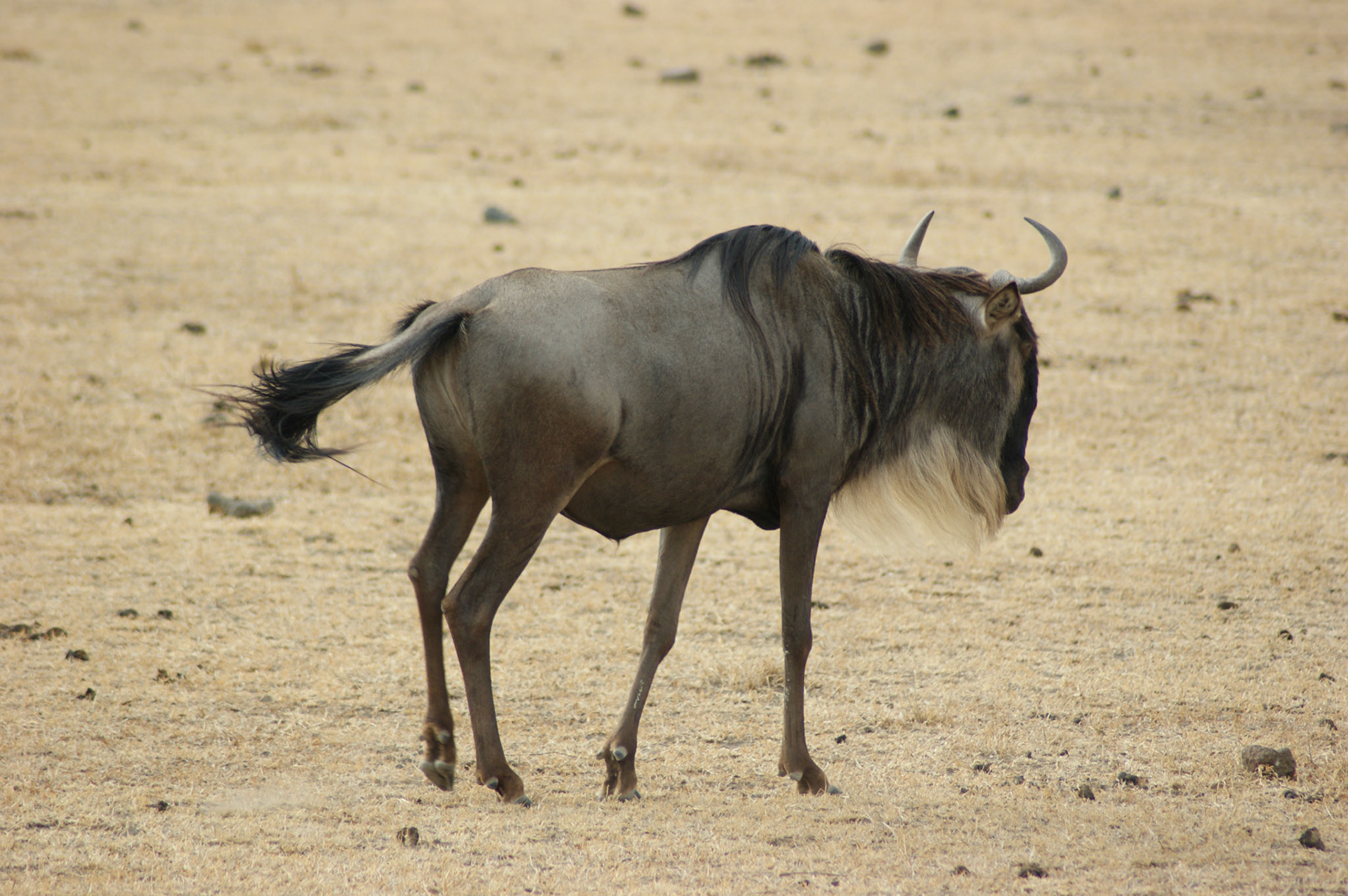 3.10.2009 TANZANIE - Ngorongoro NP
