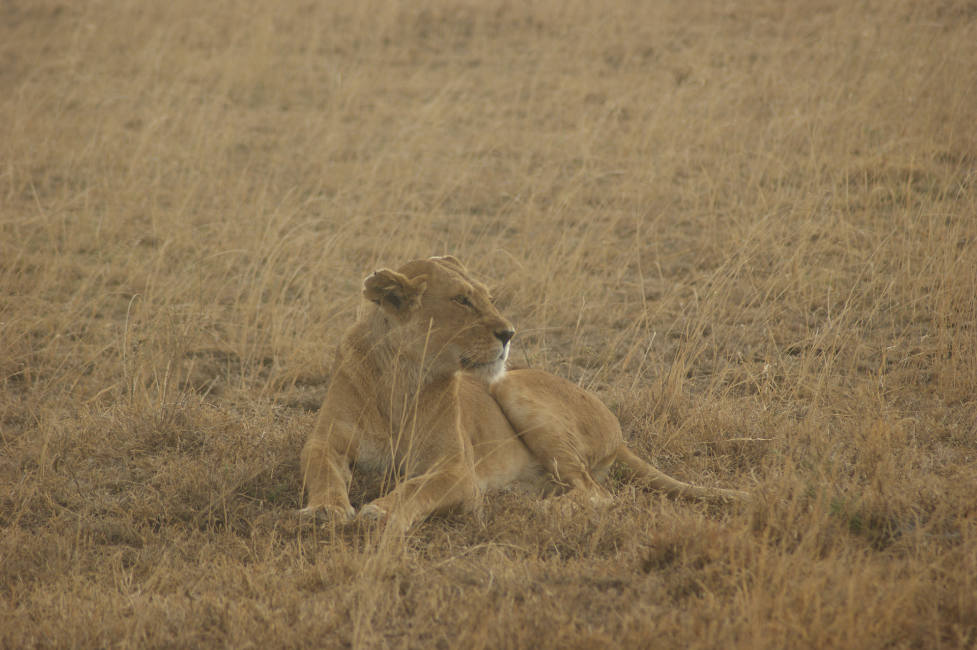 1.10.2009 TANZANIE - Serengeti