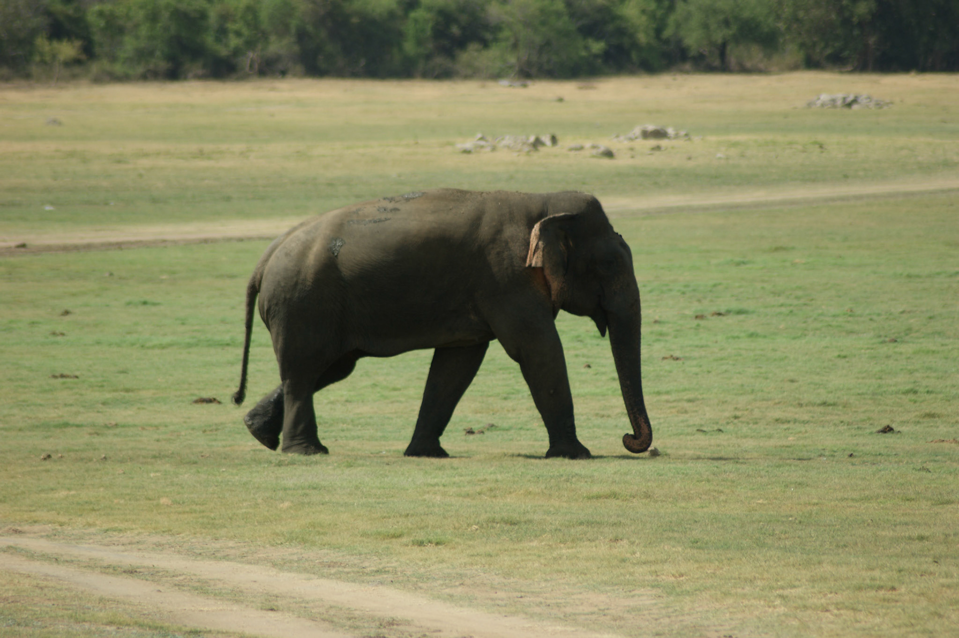 4.9.11 MINNERIYA - národní park