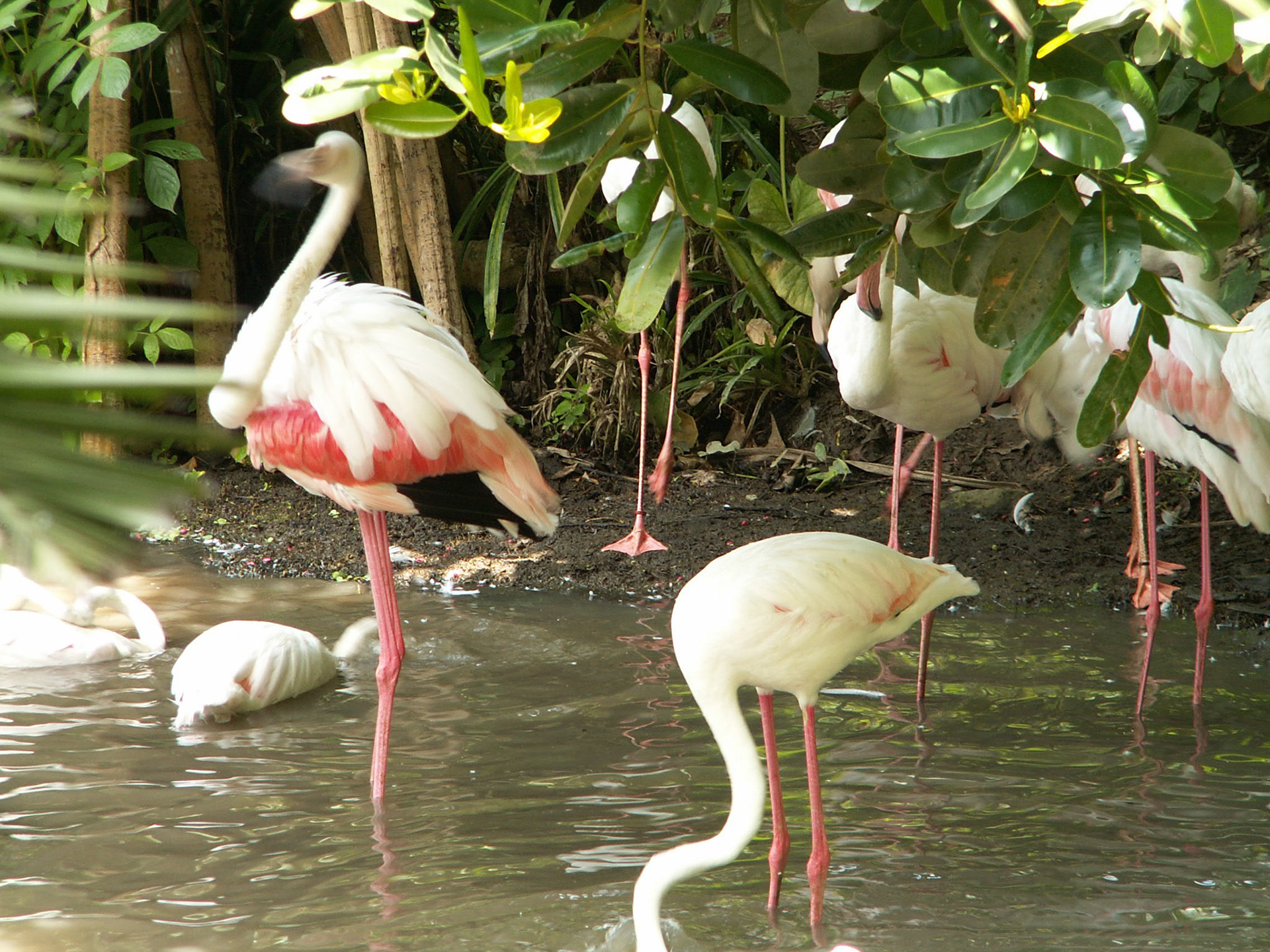 KONICA MINOLTA DIGITAL CAMERA