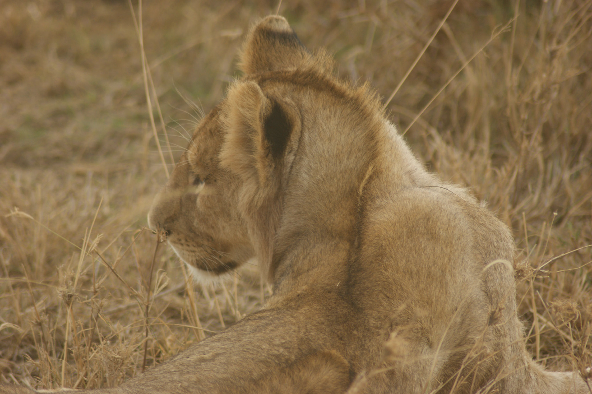 1.10.2009 TANZANIE - Serengeti