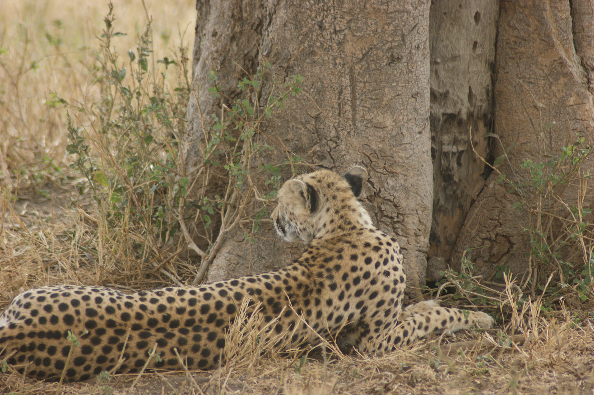 1.10.2009 TANZANIE - Serengeti