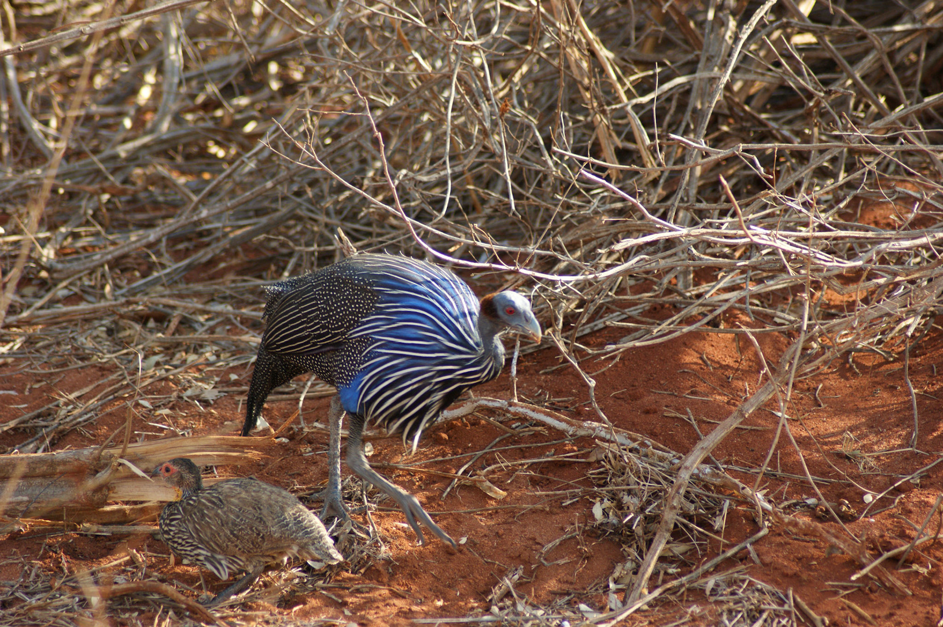 27.9.2009 KEŇA - NP Tsawo West
