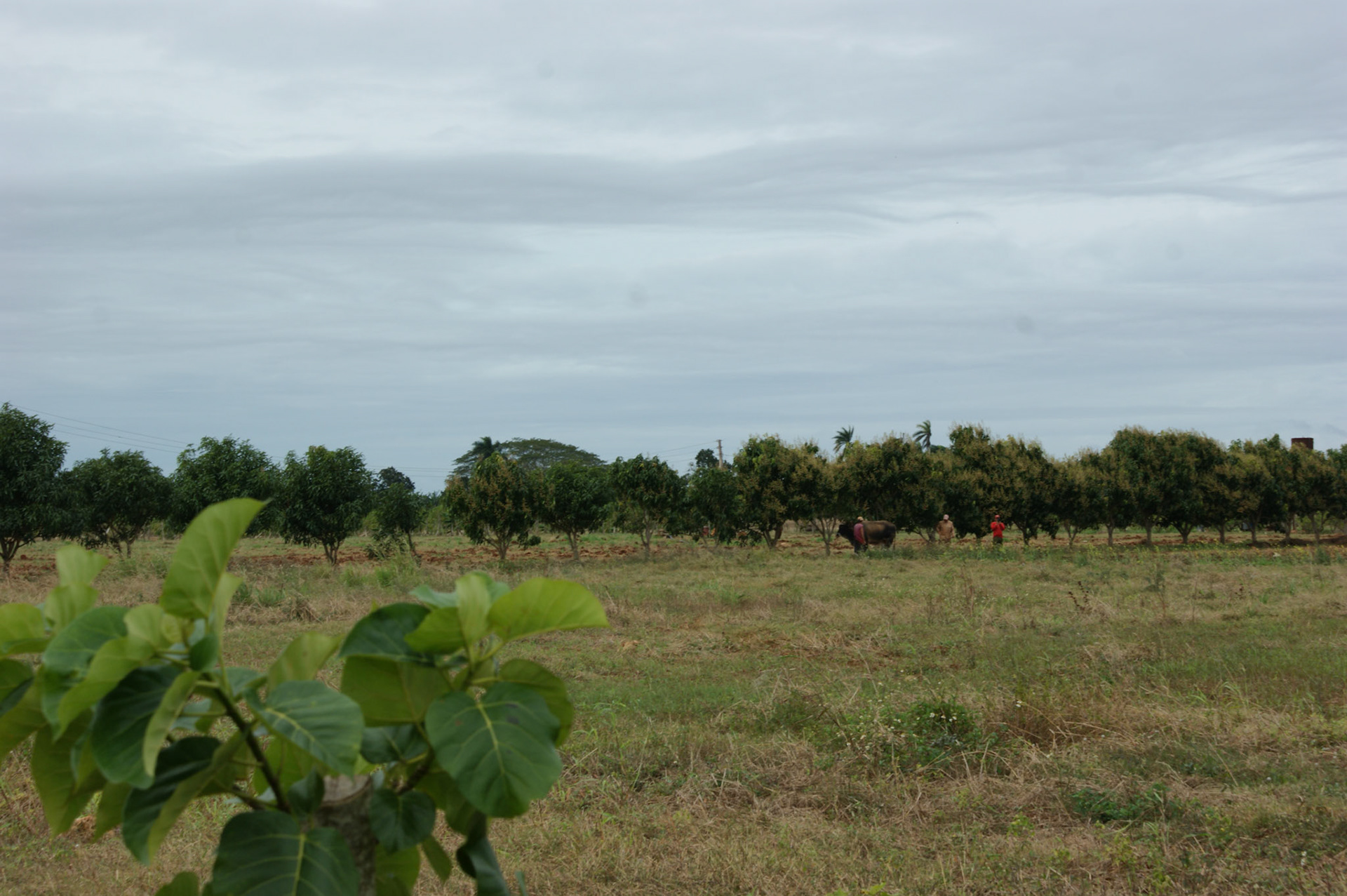 SONY DSC