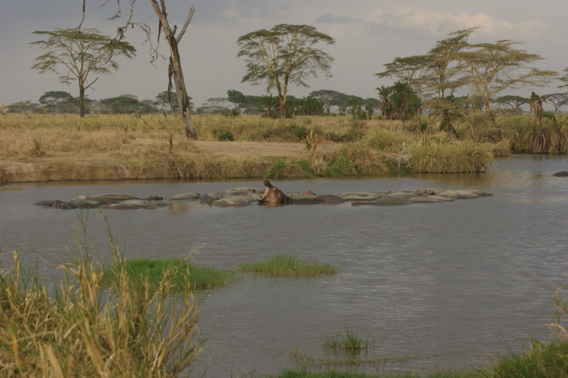 1.10.2009 TANZANIE - Serengeti