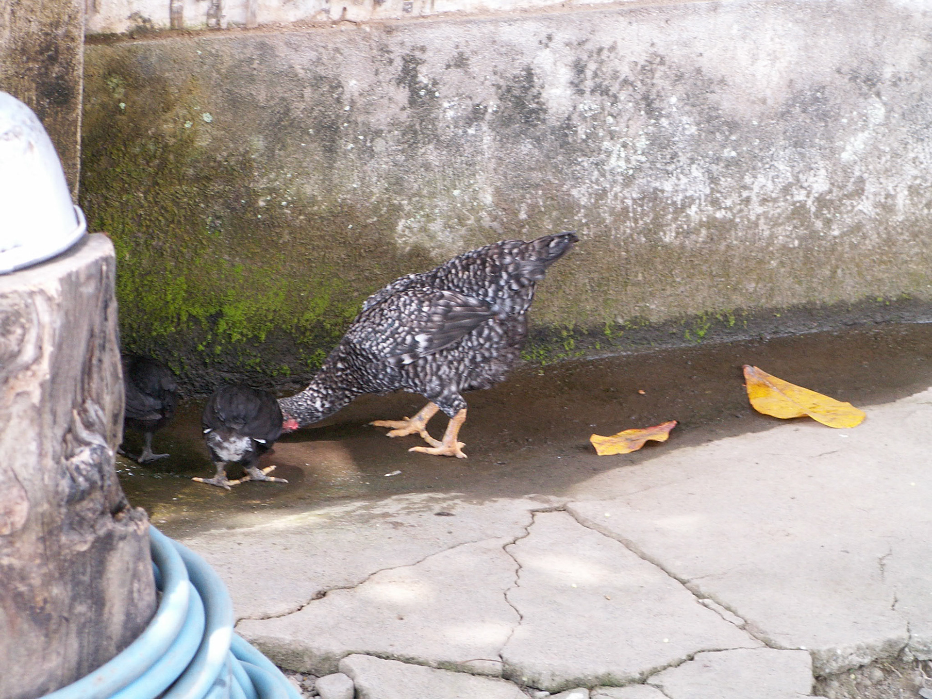 KONICA MINOLTA DIGITAL CAMERA