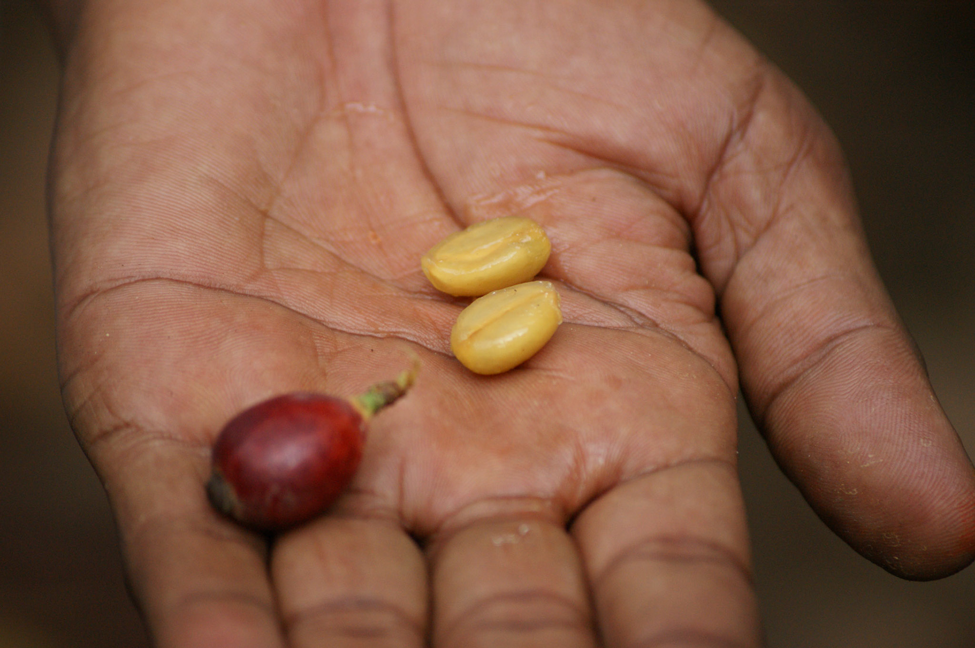 6.10.2009 TANZANIE - Zanzibar - Spice farm