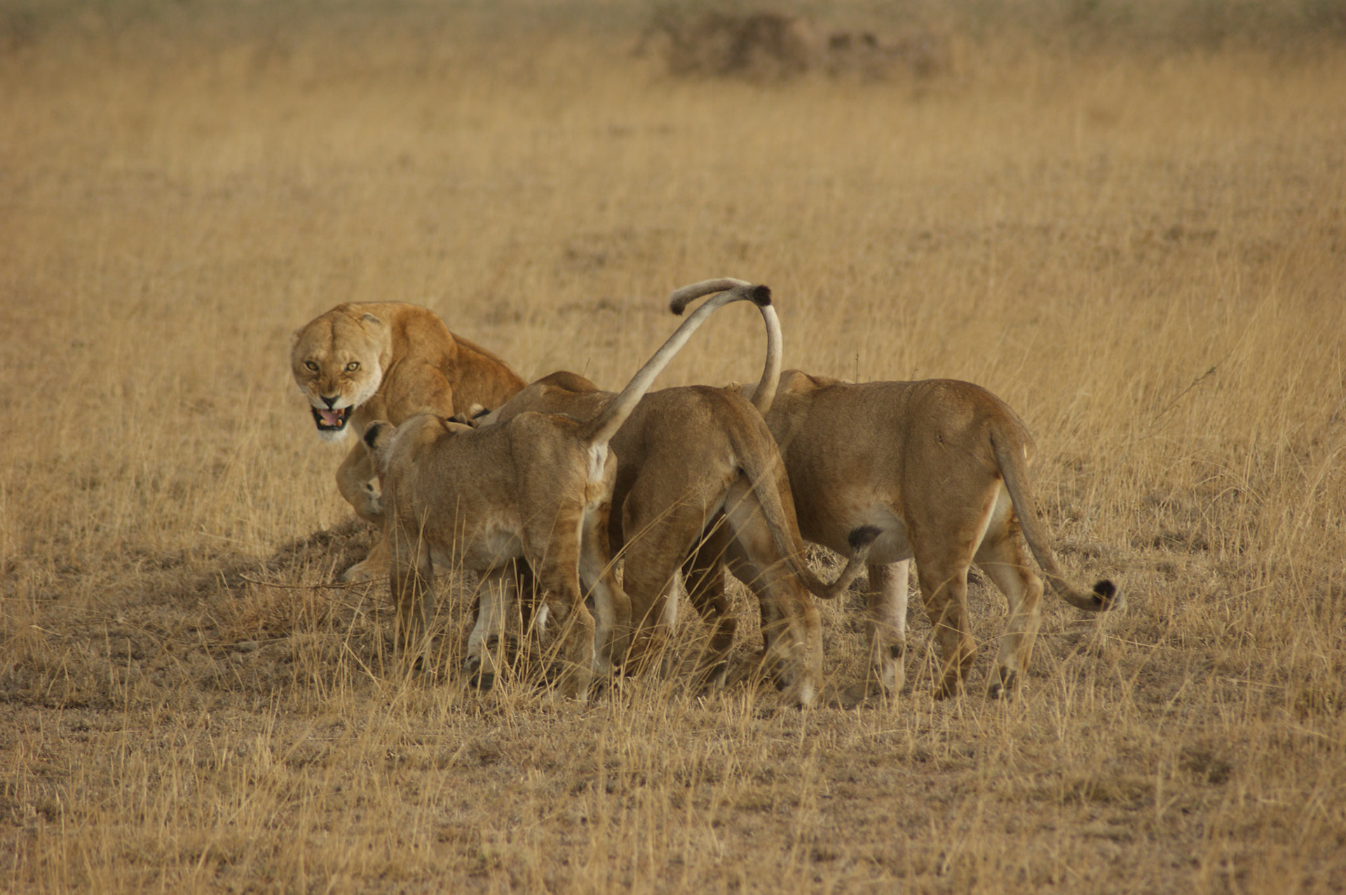 1.10.2009 TANZANIE - Serengeti