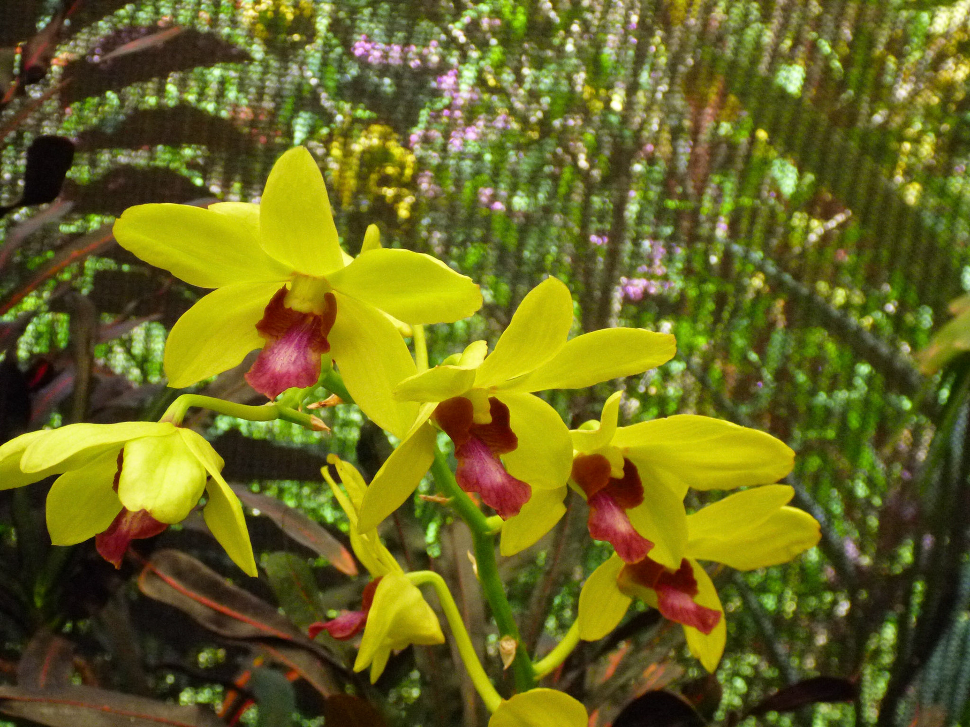 6.9.11 KANDY - Botanická zahrada