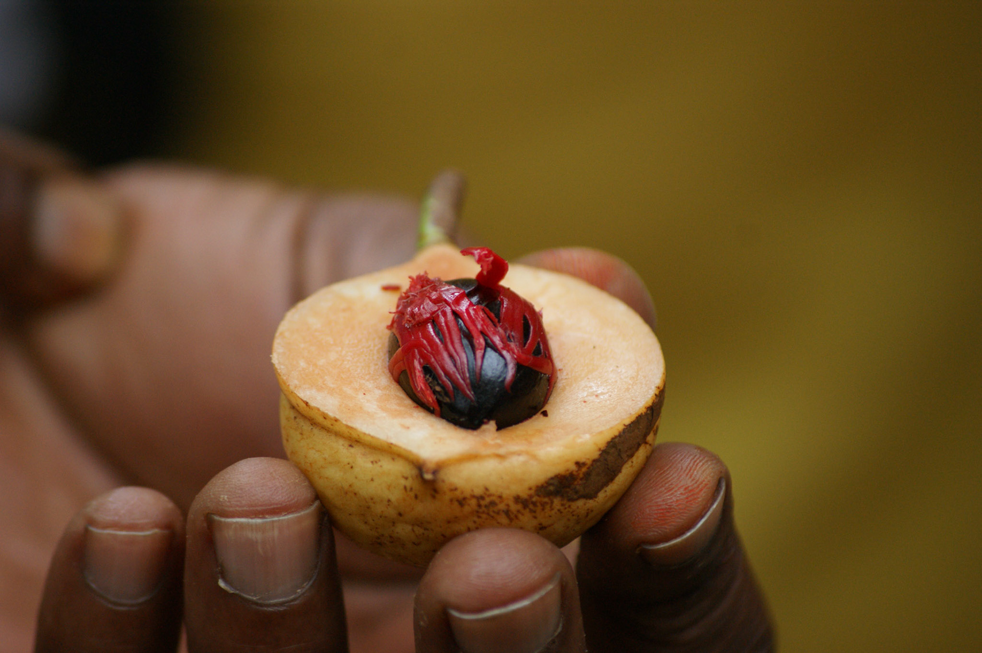 6.10.2009 TANZANIE - Zanzibar - Spice farm