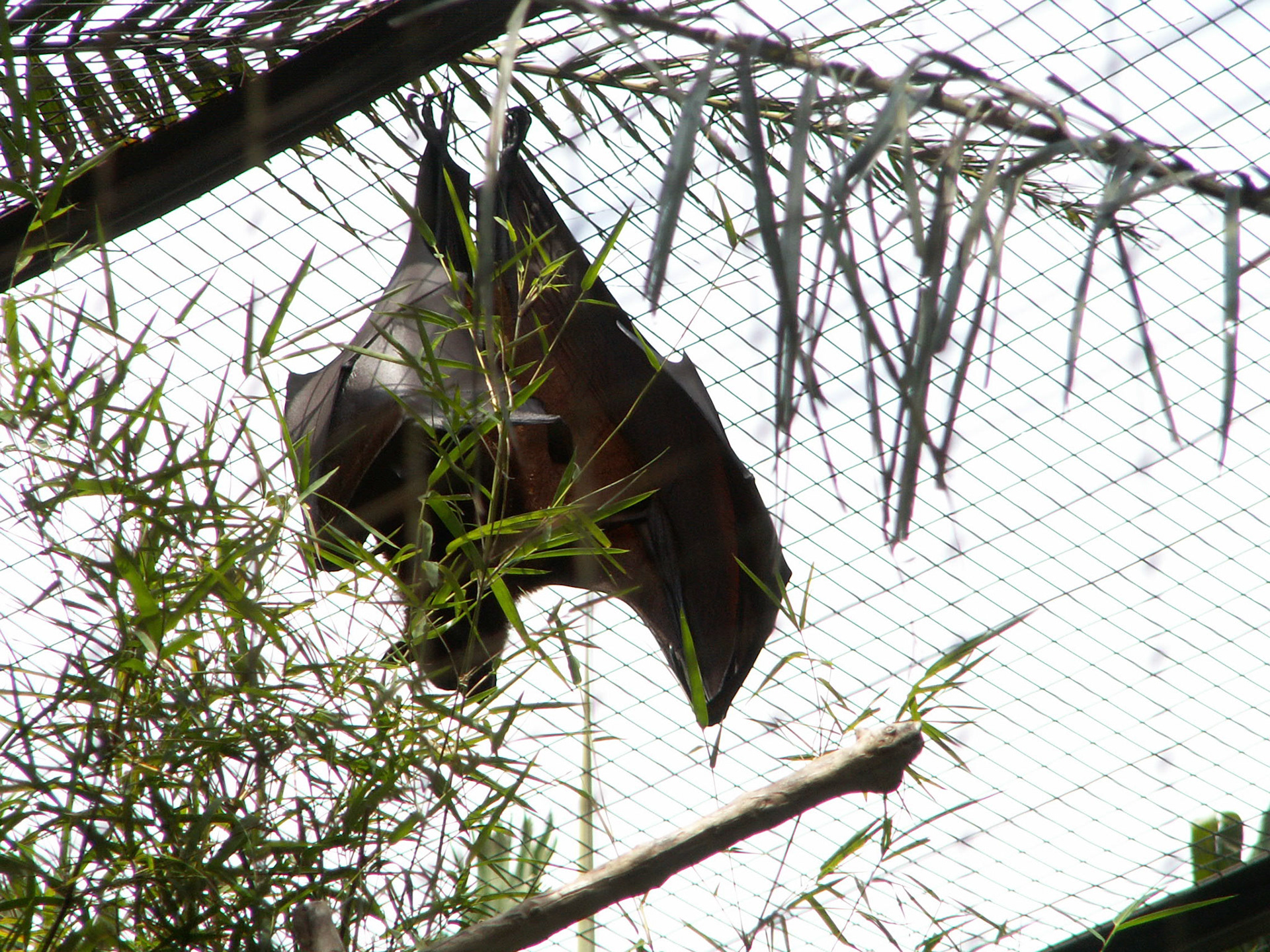 KONICA MINOLTA DIGITAL CAMERA