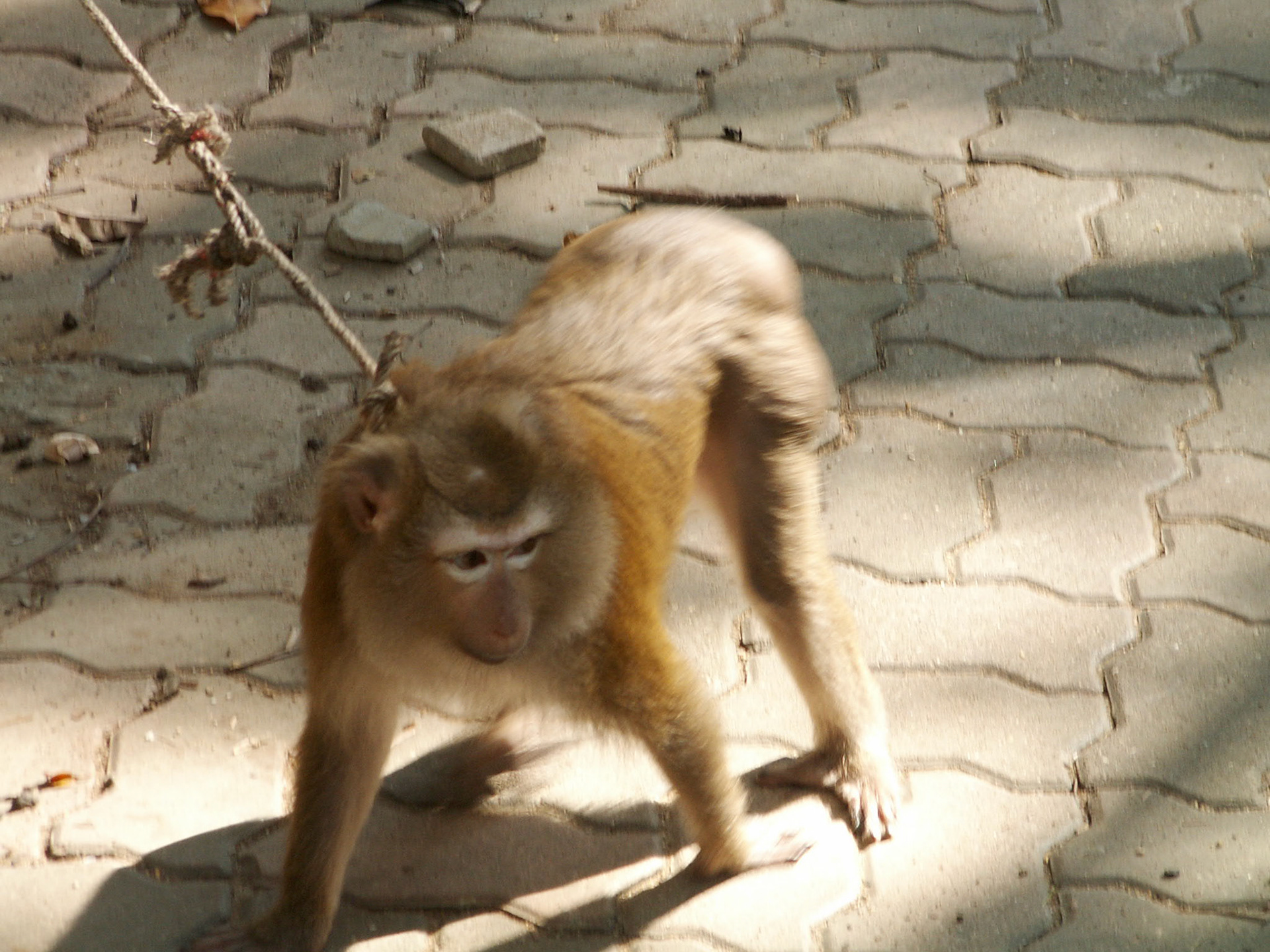 KONICA MINOLTA DIGITAL CAMERA