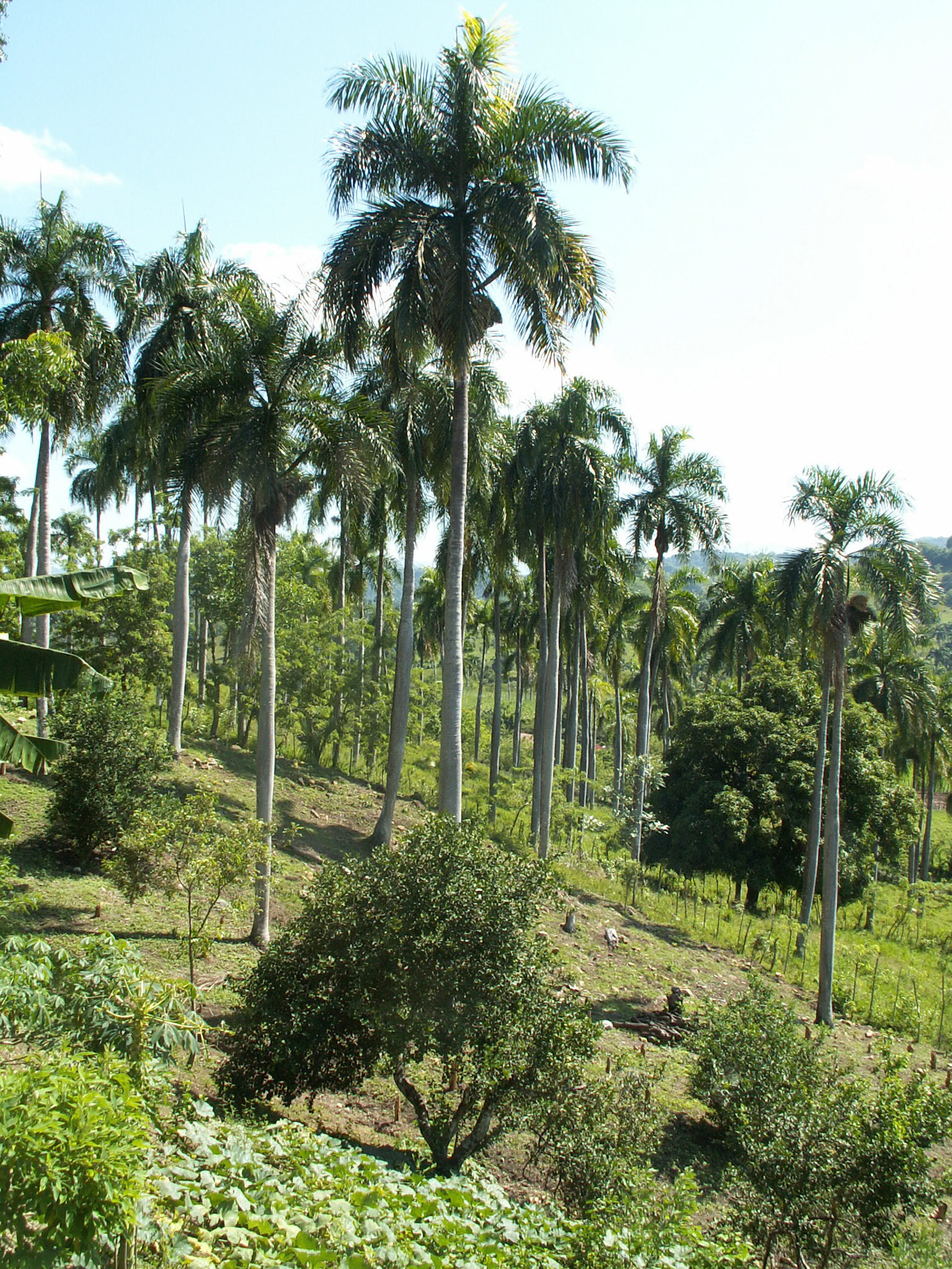 KONICA MINOLTA DIGITAL CAMERA