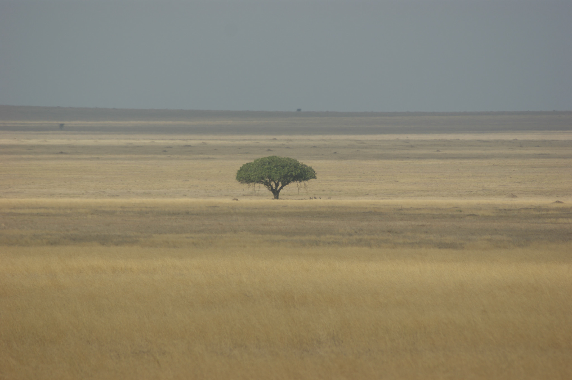 1.10.2009 TANZANIE - Serengeti