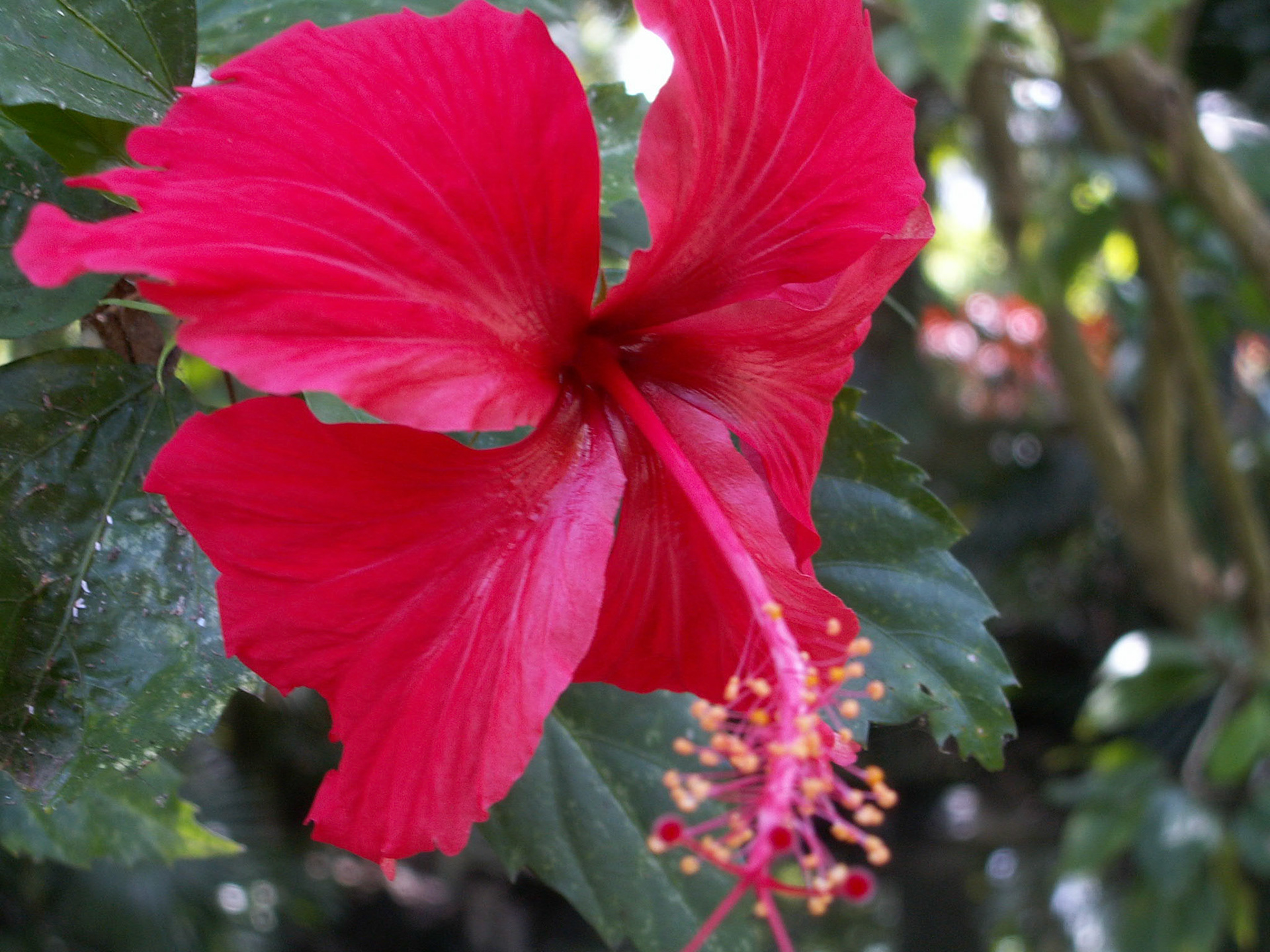 KONICA MINOLTA DIGITAL CAMERA