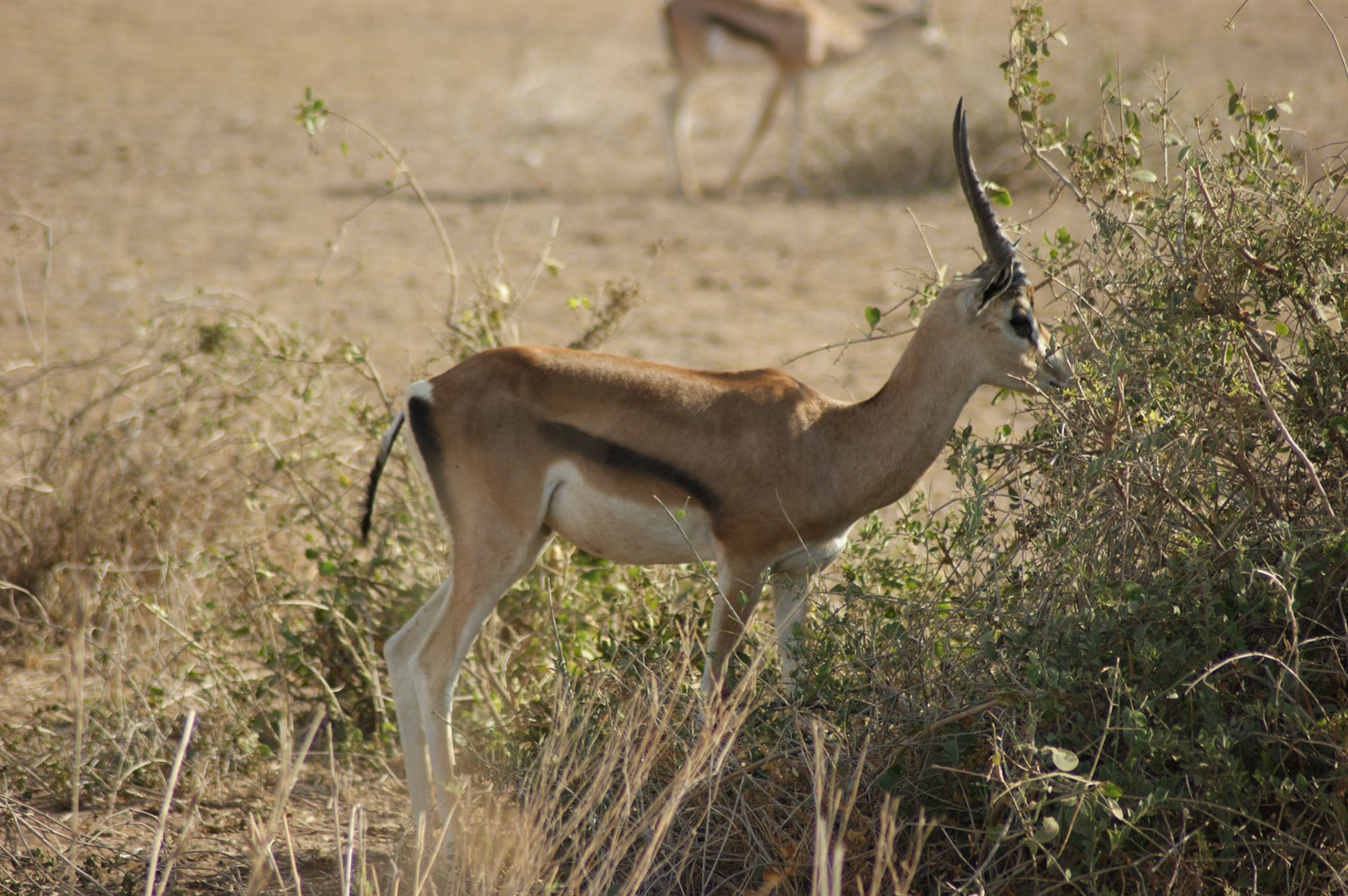 24.9.2009 KEŇA - NP Amboseli