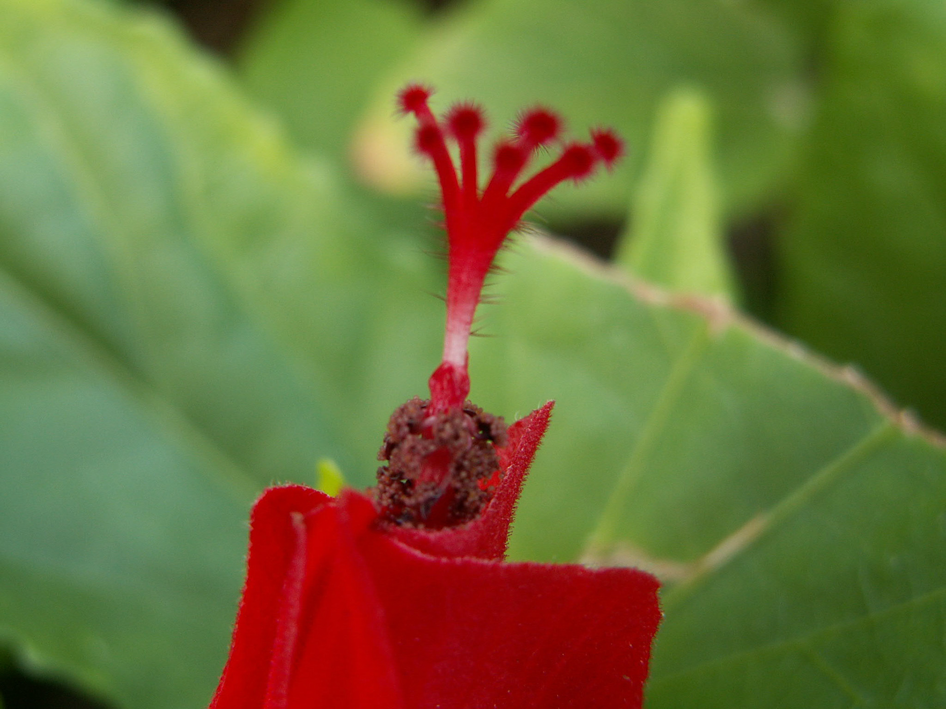 KONICA MINOLTA DIGITAL CAMERA