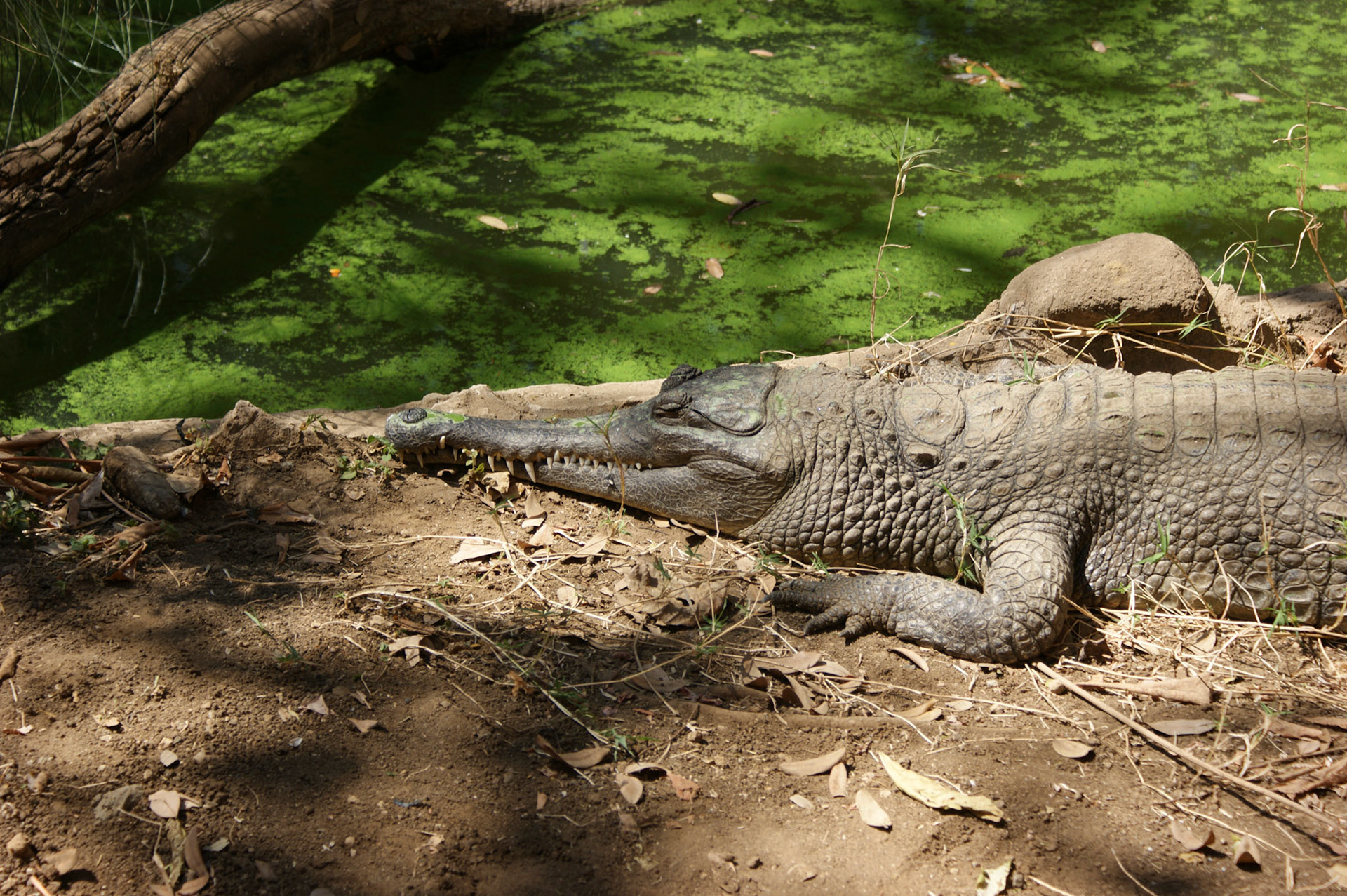 30.9.2009 TANZANIE - zologická