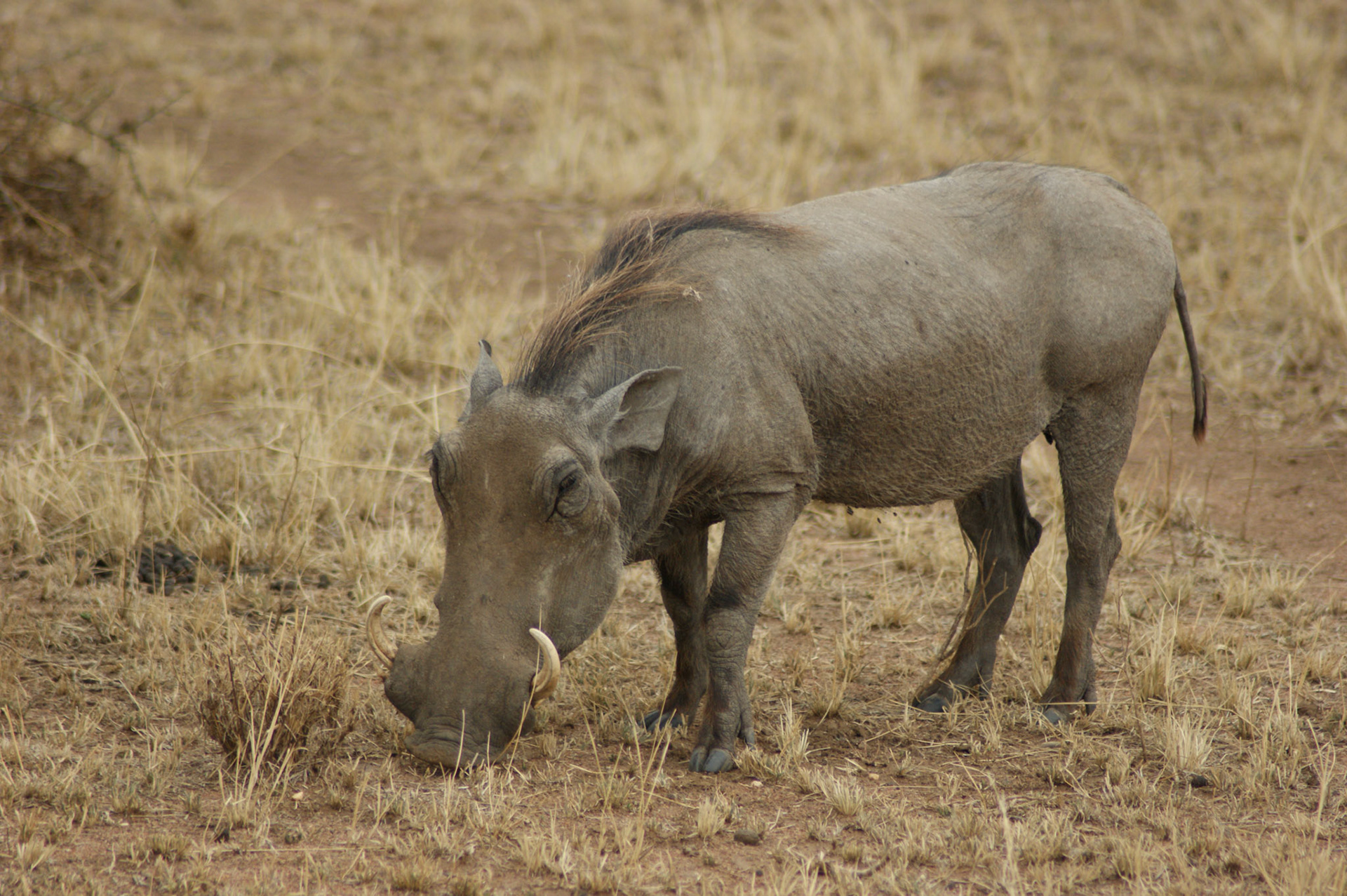 2.10.2009 TANZANIE - Serengeti