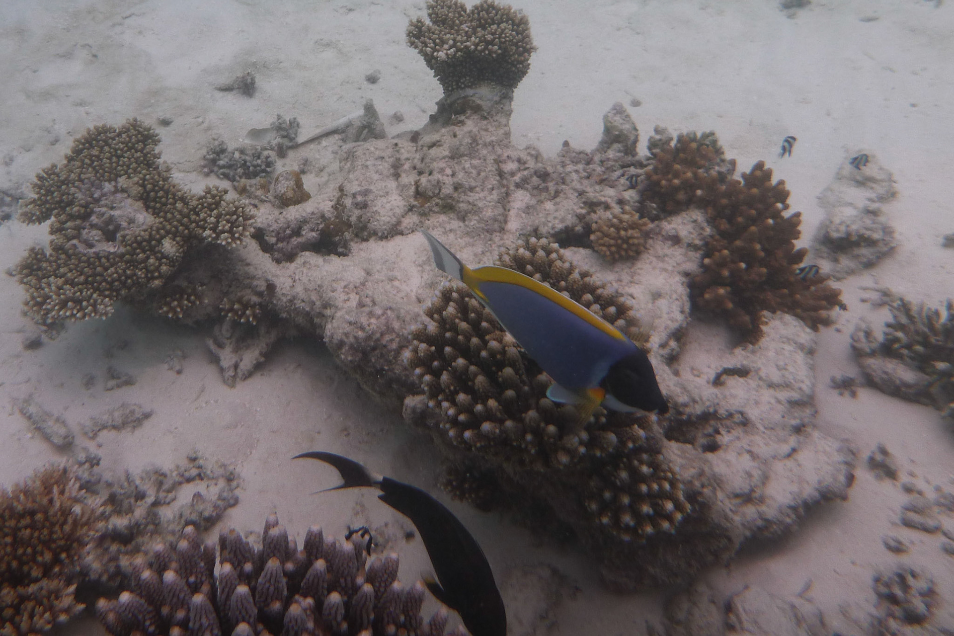 8-14.9.11 MALEDIVY Kurumba hotel