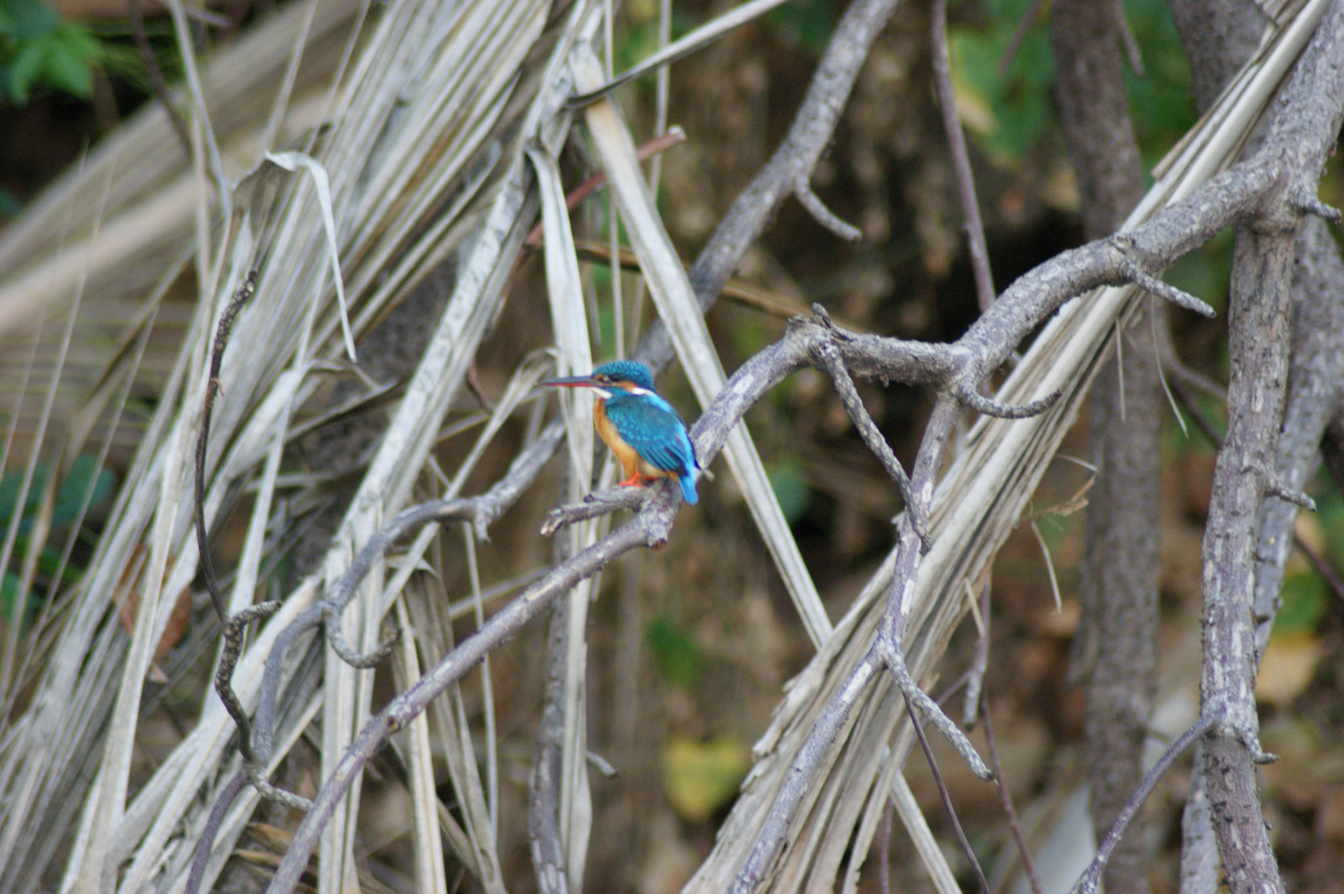 2.9.11 Negombo - Holandský kanál