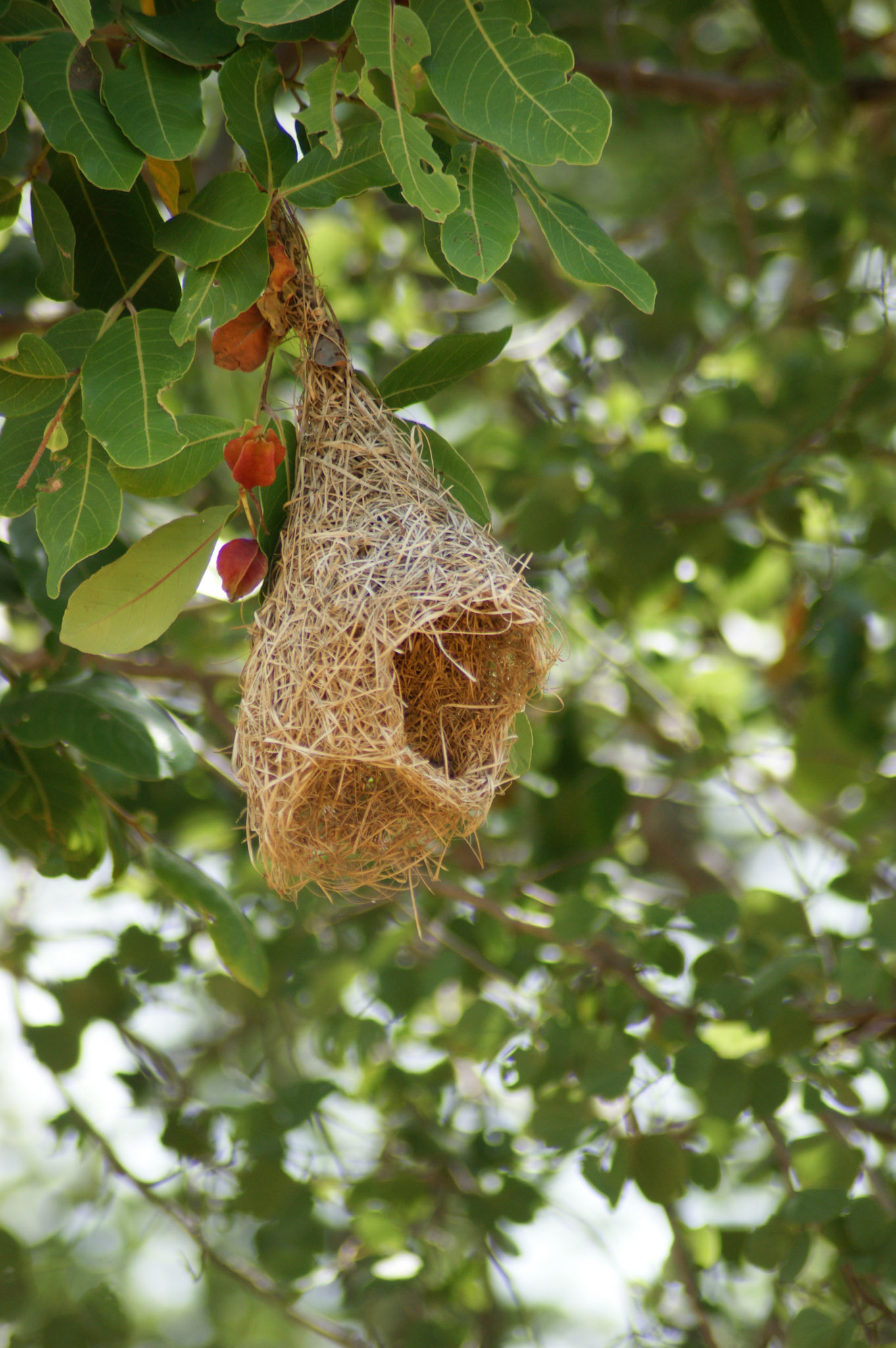 4.9.11 MINNERIYA - národní park