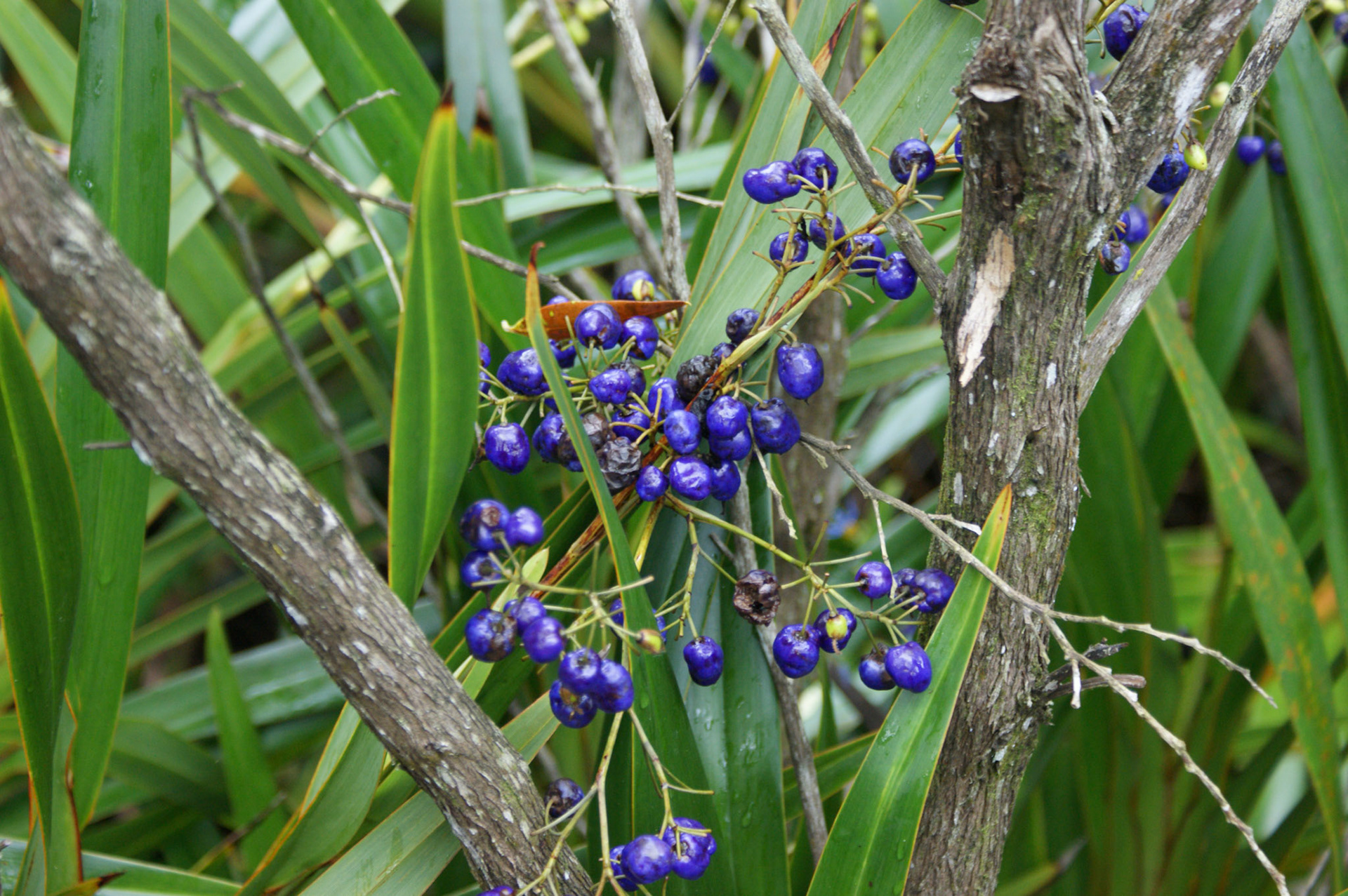 SONY DSC