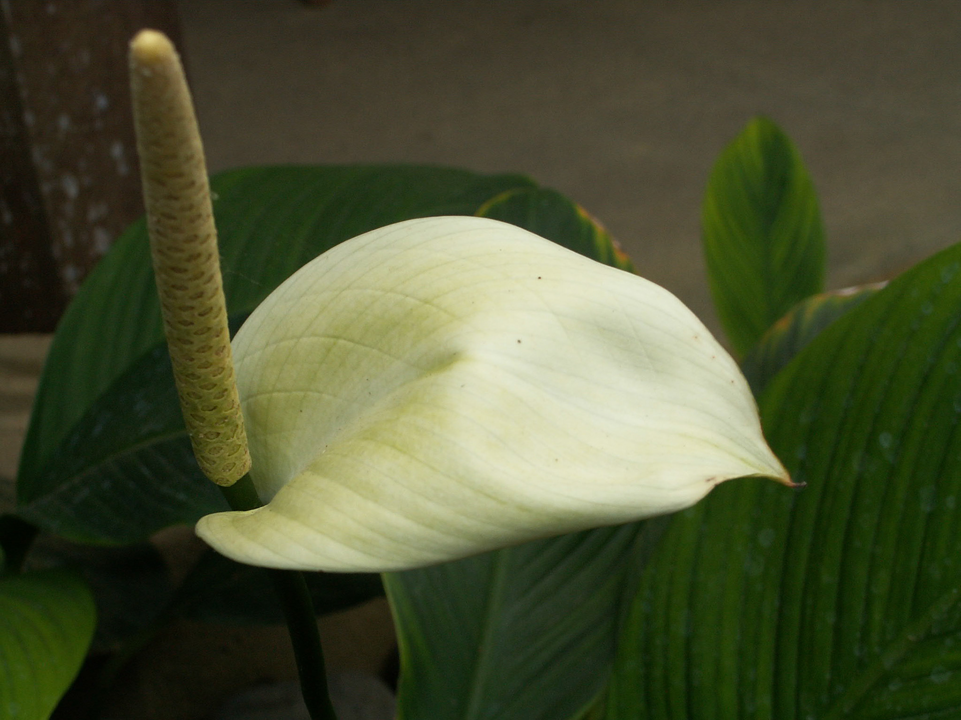 KONICA MINOLTA DIGITAL CAMERA