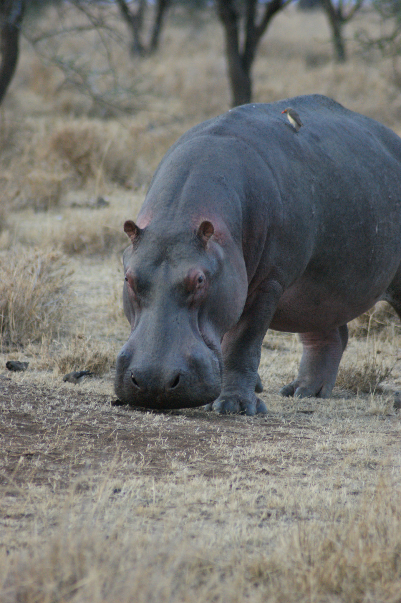 2.10.2009 TANZANIE - Serengeti
