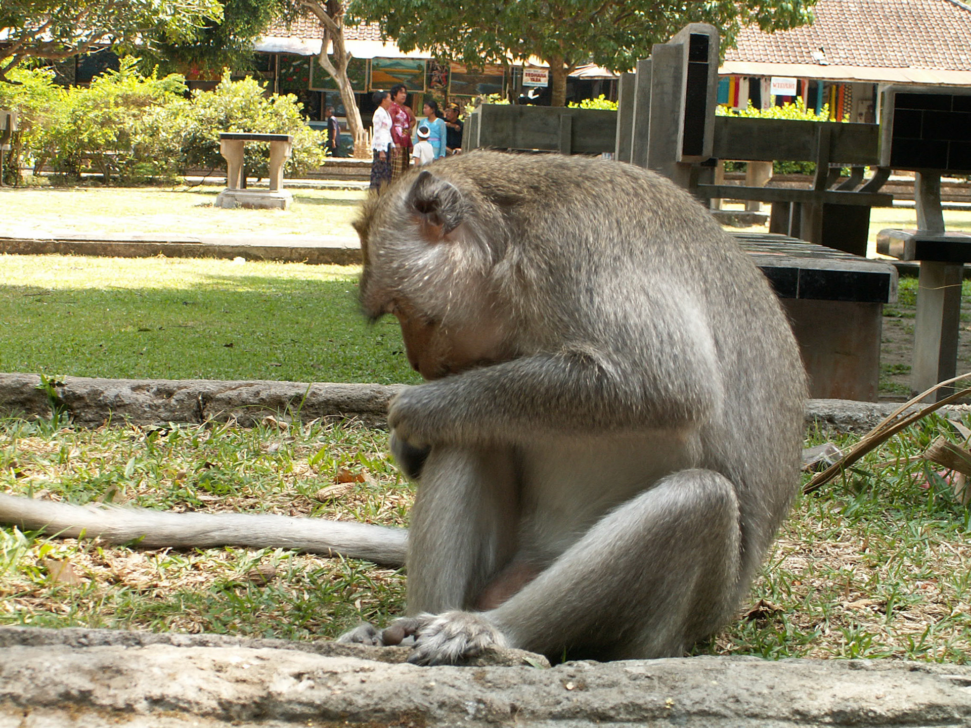 KONICA MINOLTA DIGITAL CAMERA