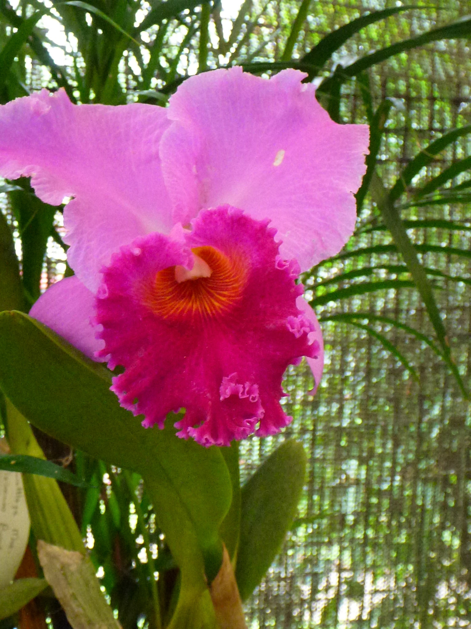 6.9.11 KANDY - Botanická zahrada