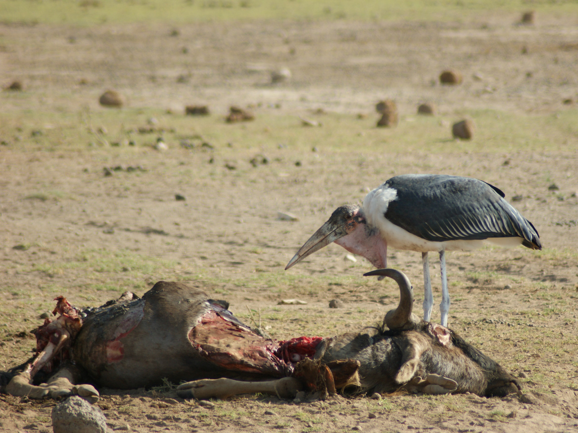 25.9.2009 KEŇA - NP Amboseli