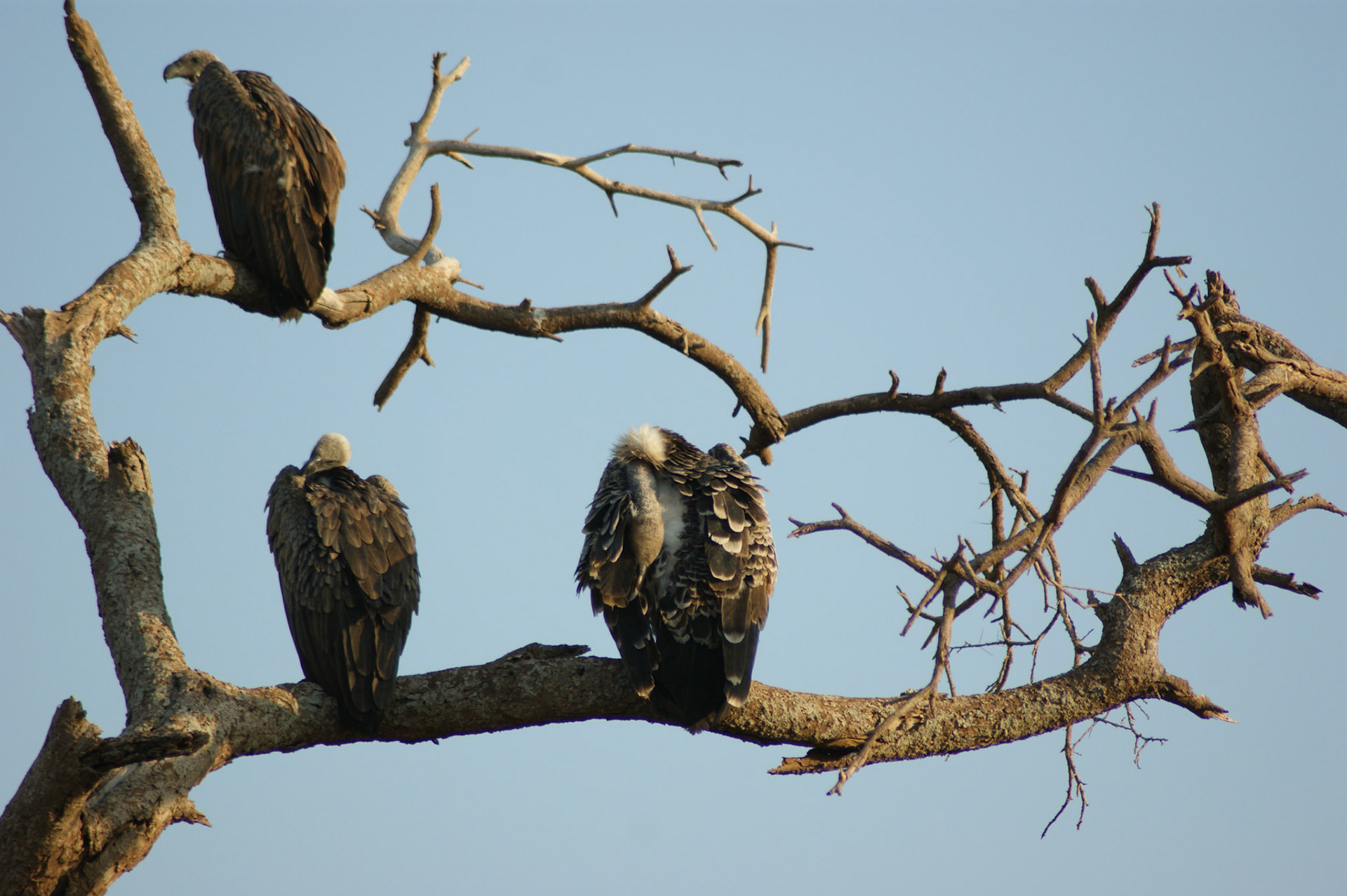 25.9.2009 KEŇA - NP Amboseli