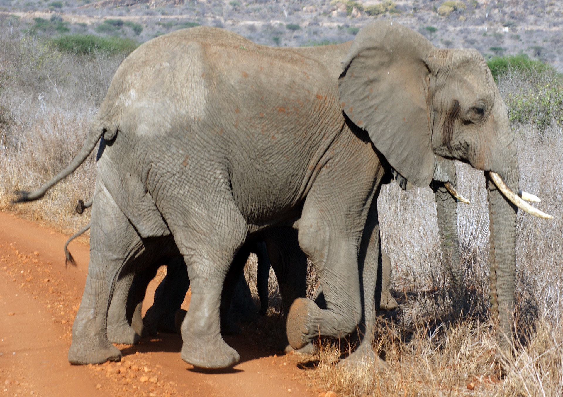 27.9.2009 KEŇA - NP Tsawo West