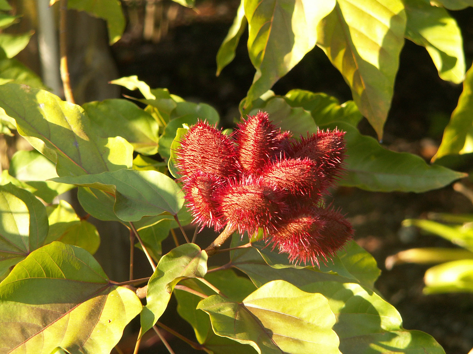 KONICA MINOLTA DIGITAL CAMERA