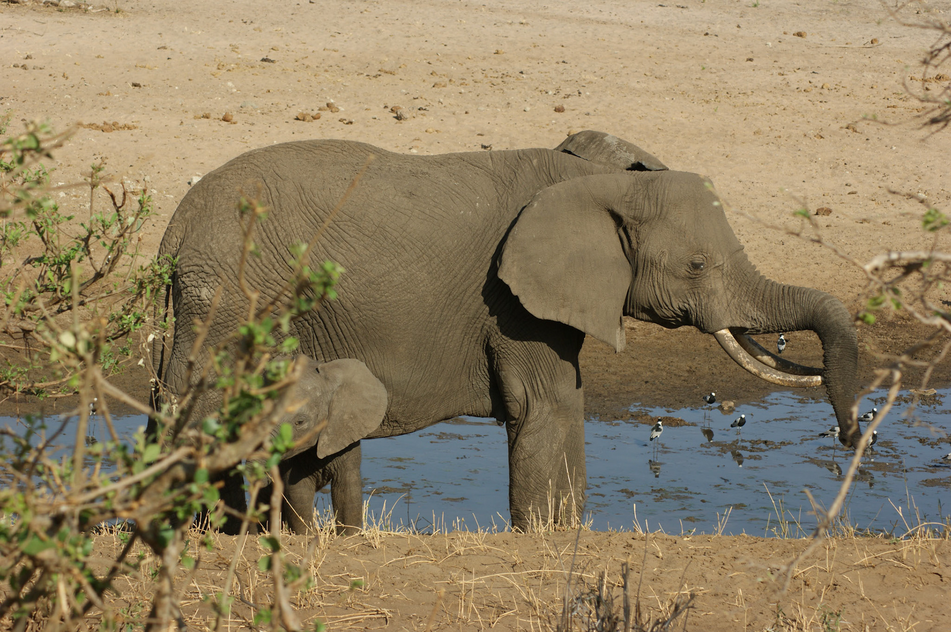 30.9.2009 TANZANIE - Tarangire NP