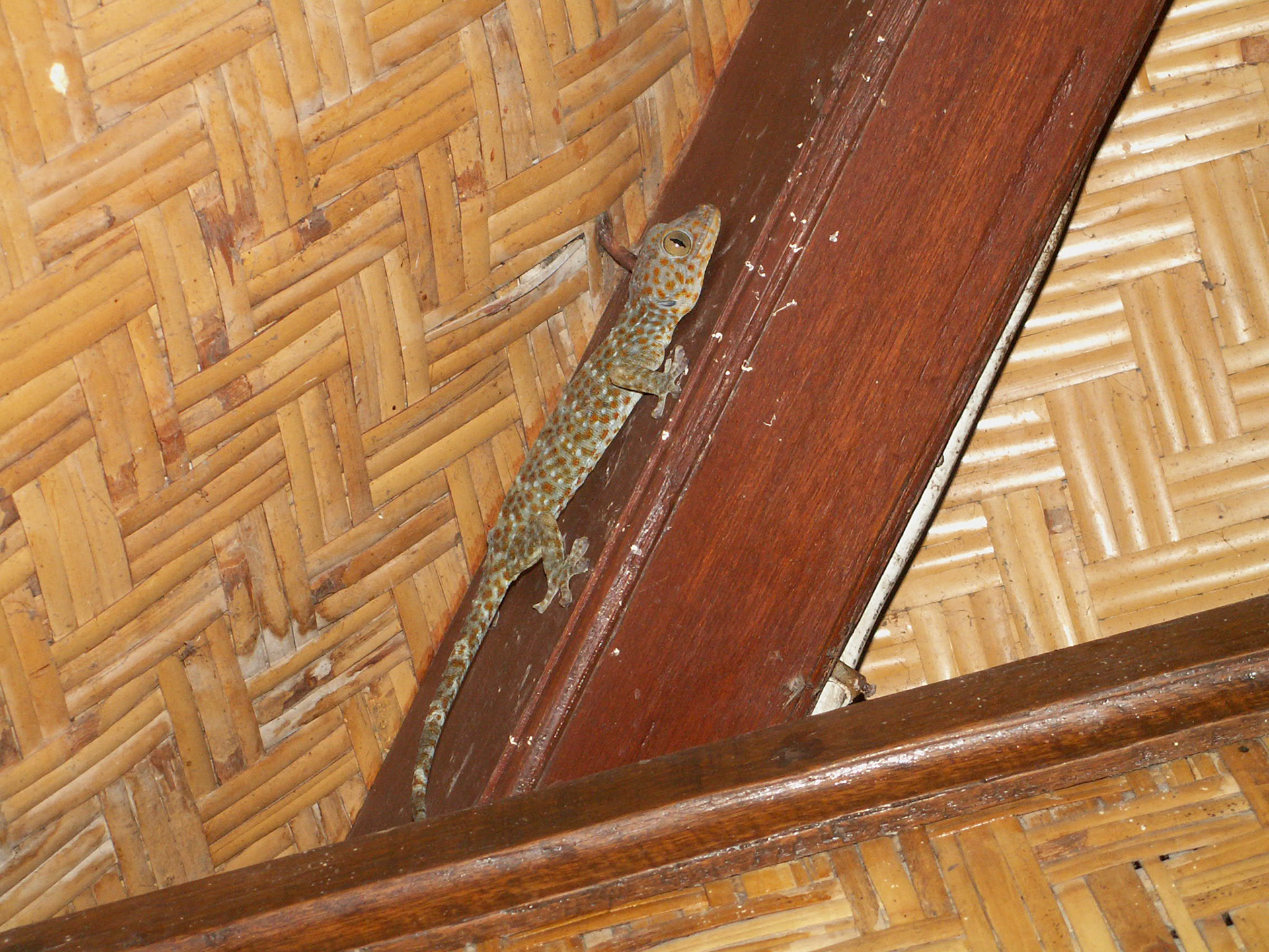 KONICA MINOLTA DIGITAL CAMERA