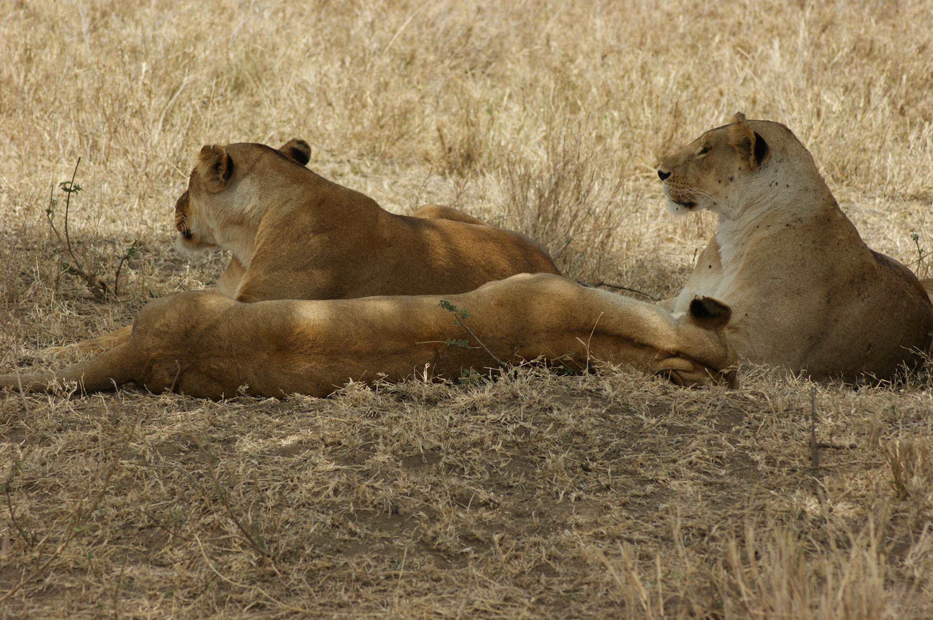 2.10.2009 TANZANIE - Serengeti