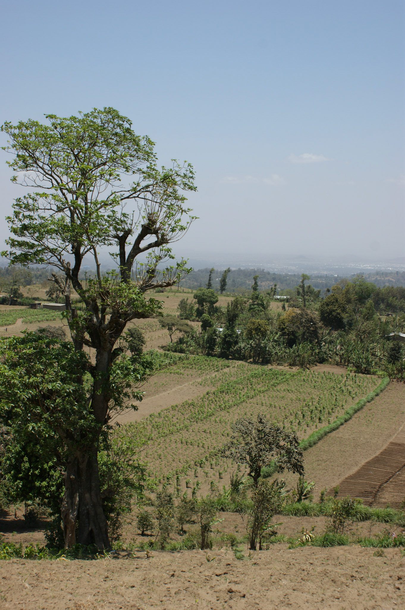 29.9.2009 TANZANIE - Arusha - Masajská vesnice
