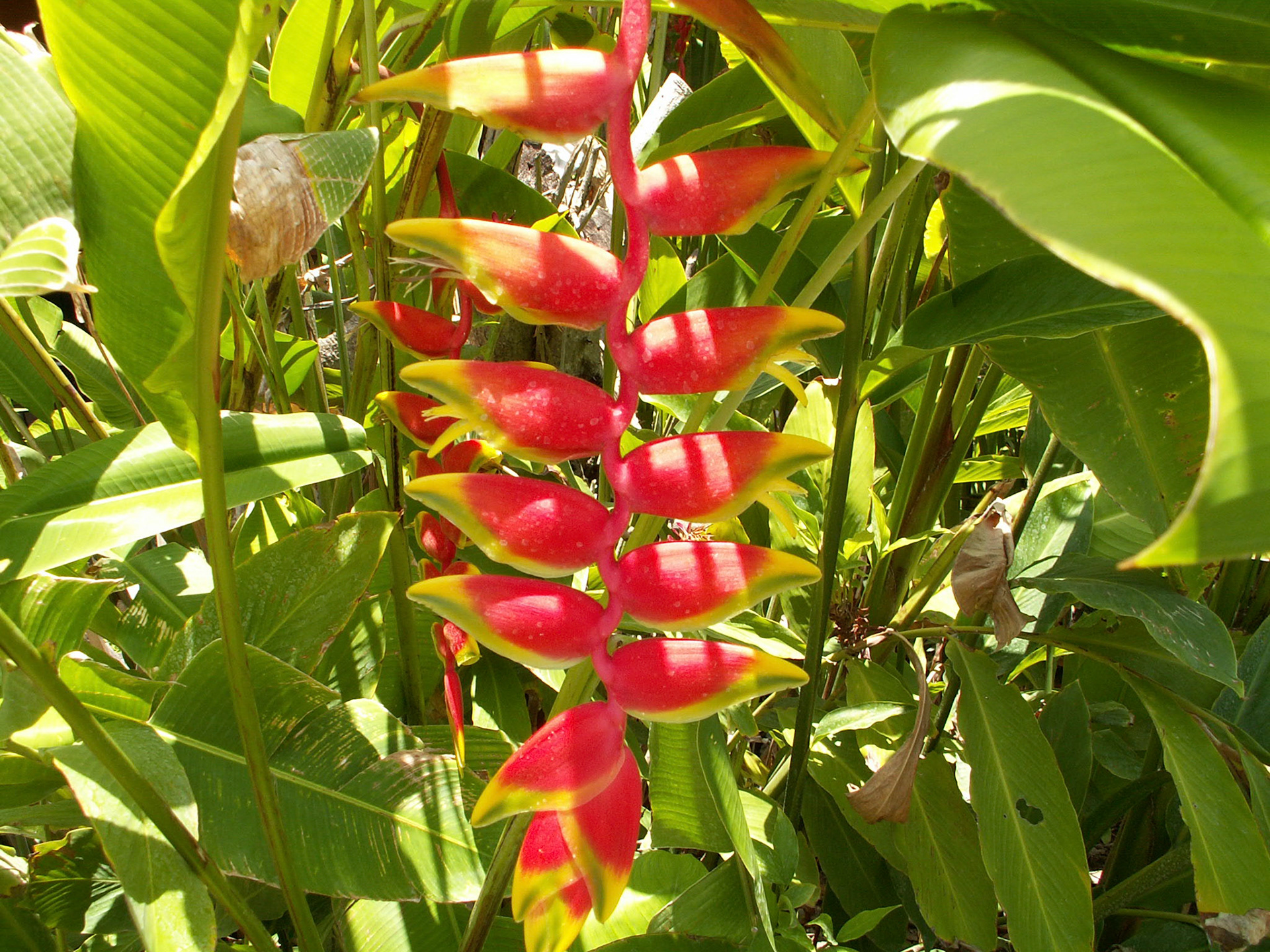 KONICA MINOLTA DIGITAL CAMERA